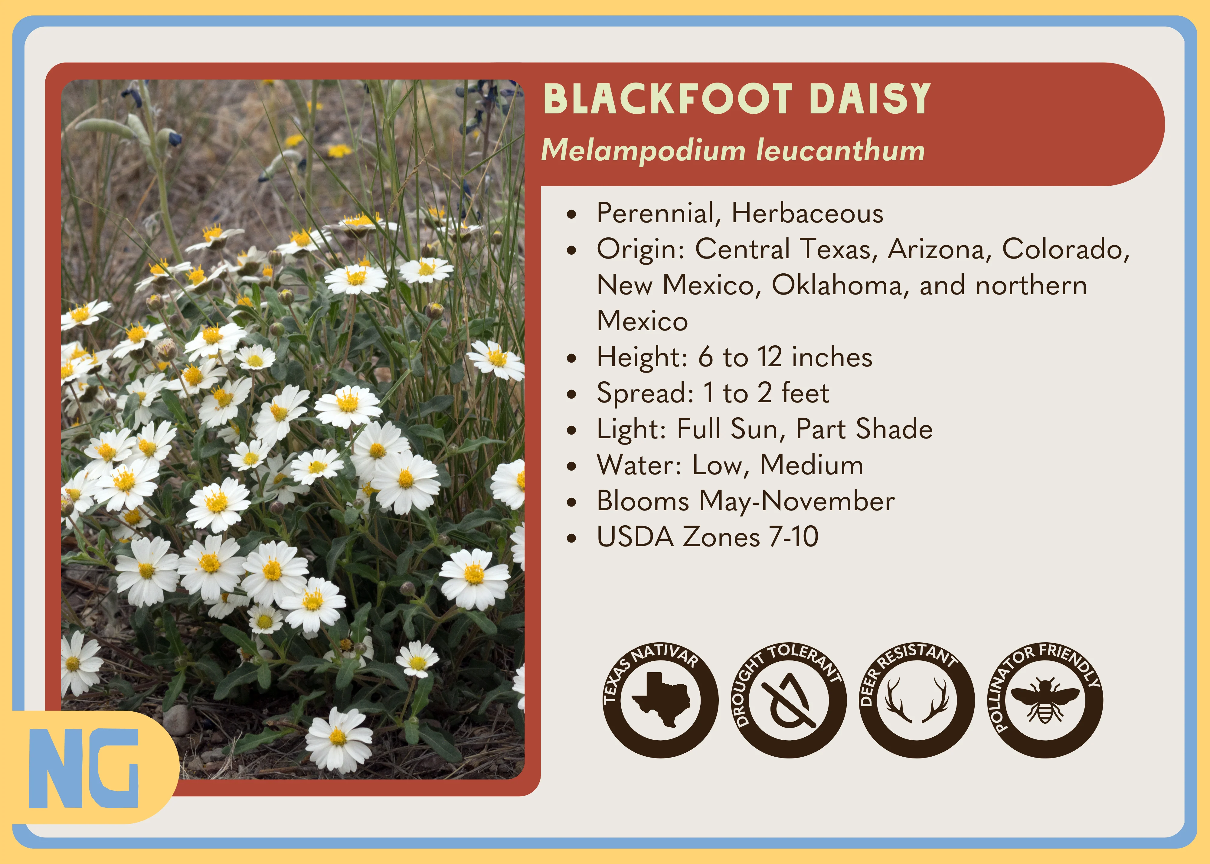 Blackfoot Daisy - Image 4