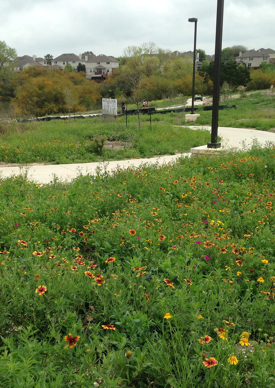 Blackland Prairie Mix - Image 3