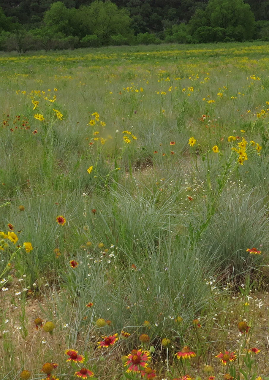 Blackland Prairie Mix - Image 4