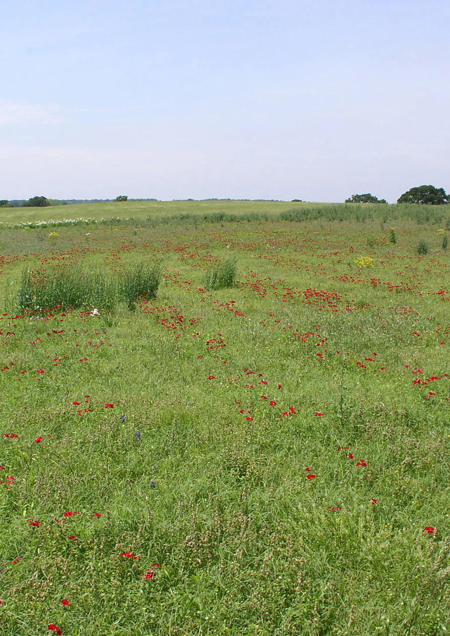 Blackland Prairie Mix - Image 5