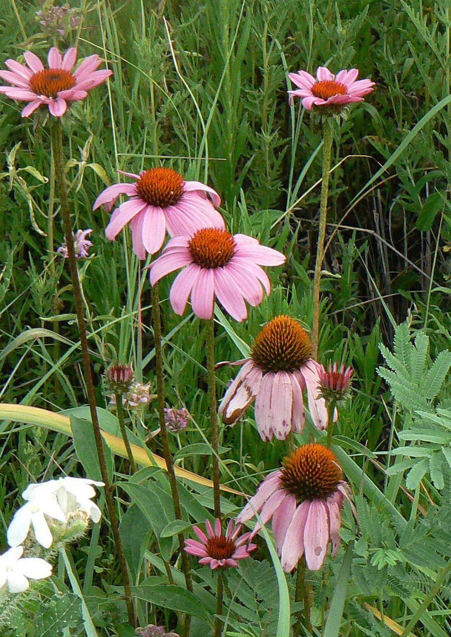Blackland Prairie Mix - Image 6