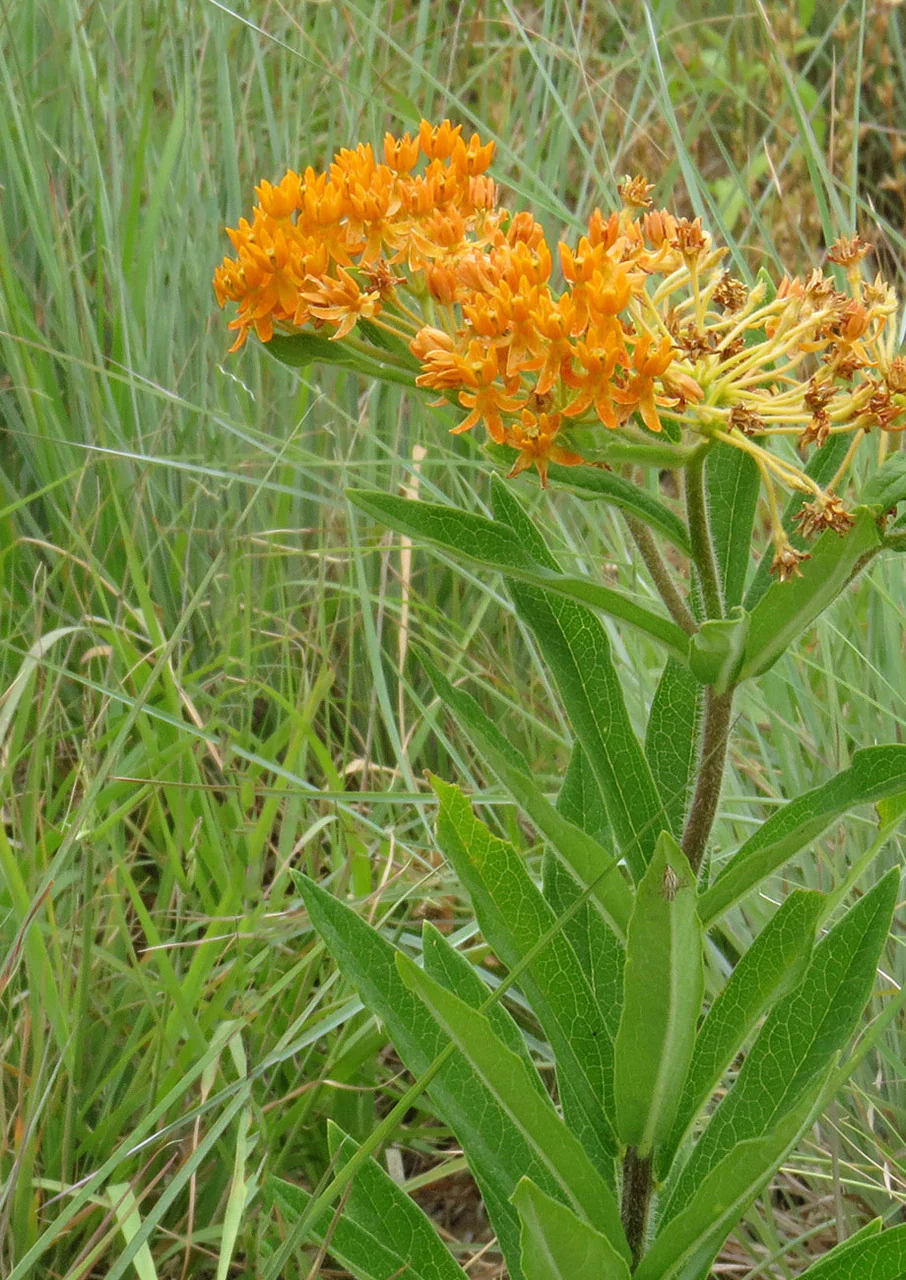 Blackland Prairie Mix - Image 7