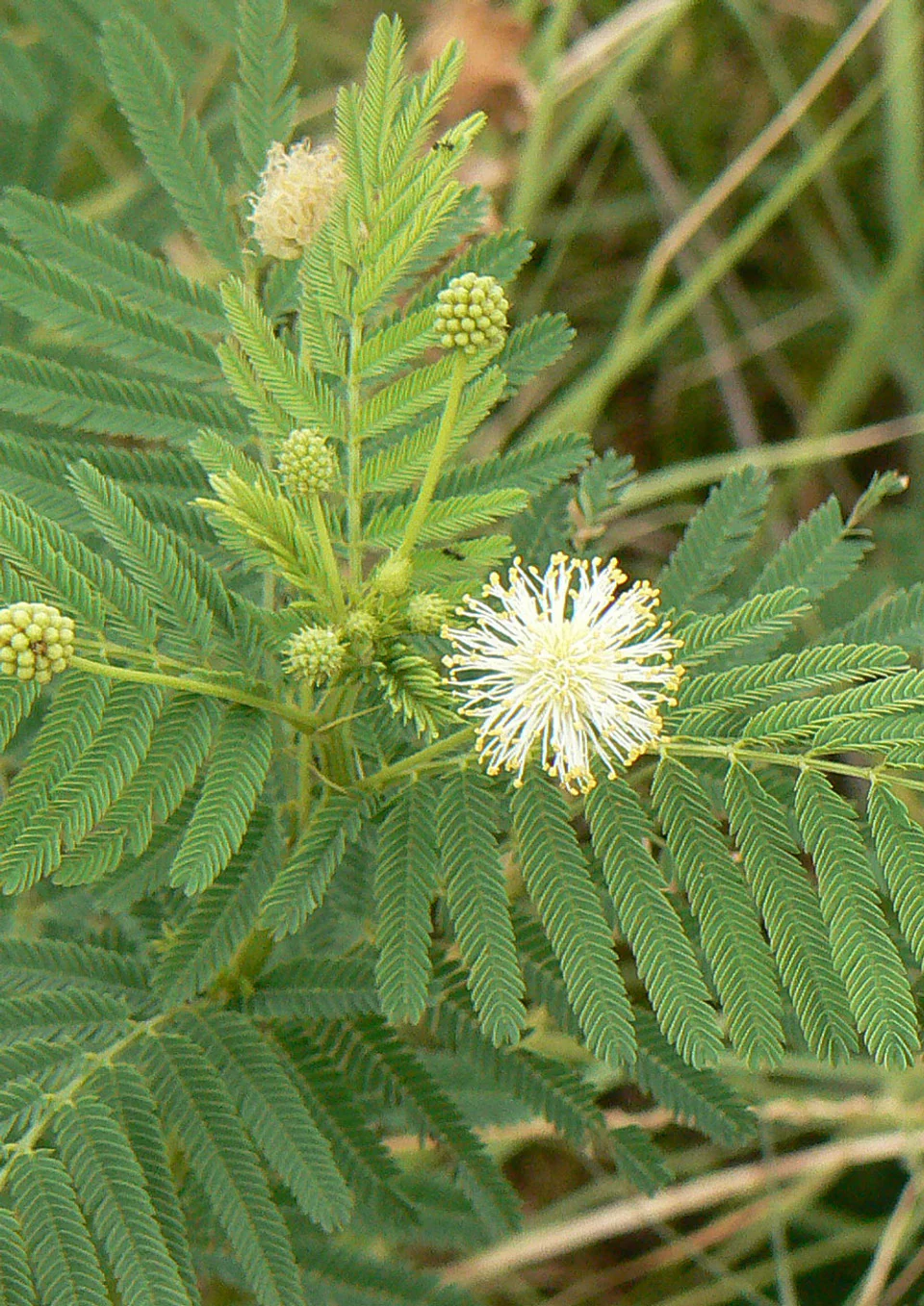 Blackland Prairie Mix - Image 8