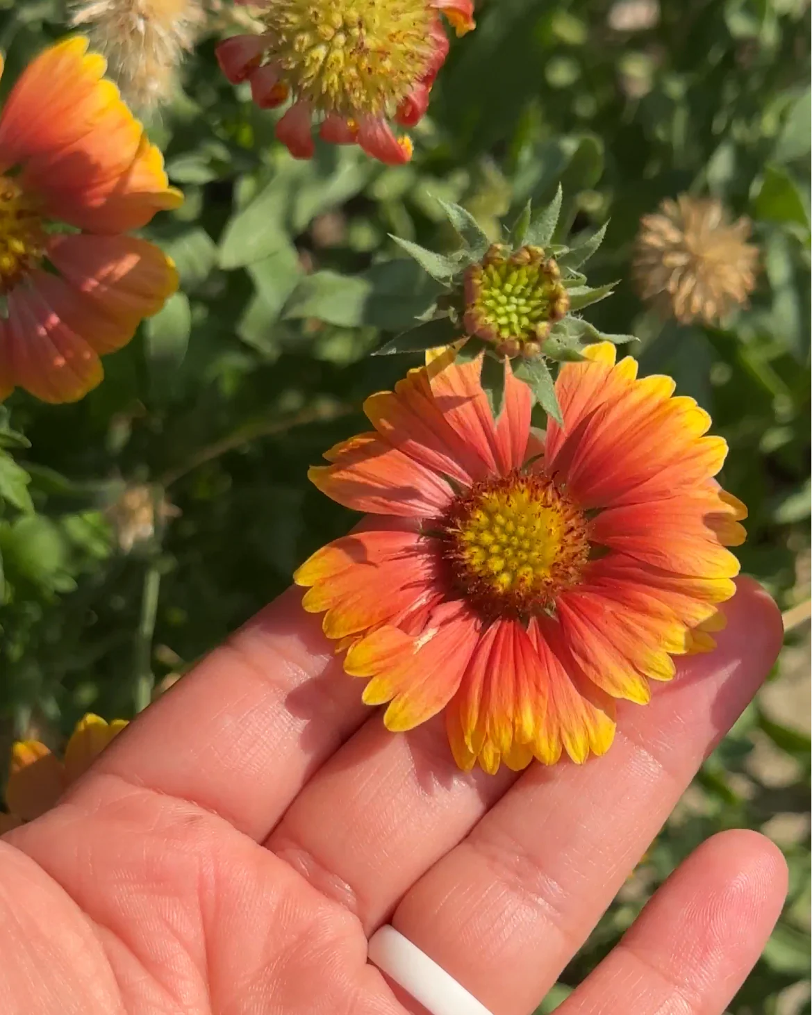 Blanketflower - Image 2