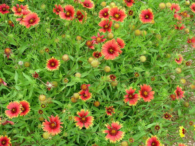Blanketflower - Image 3