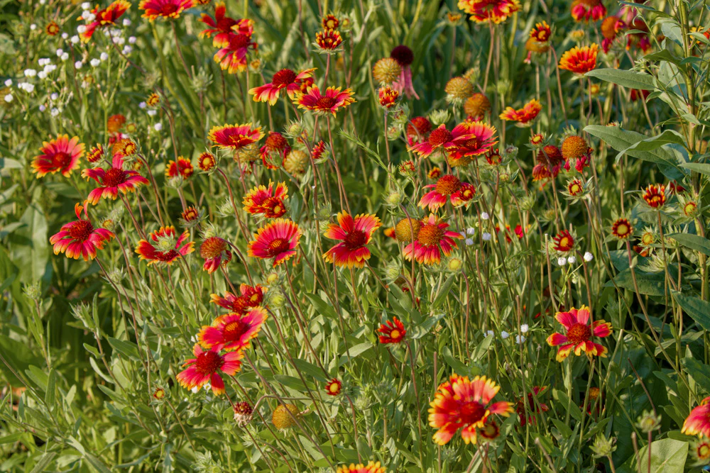 Blanketflower - Image 4