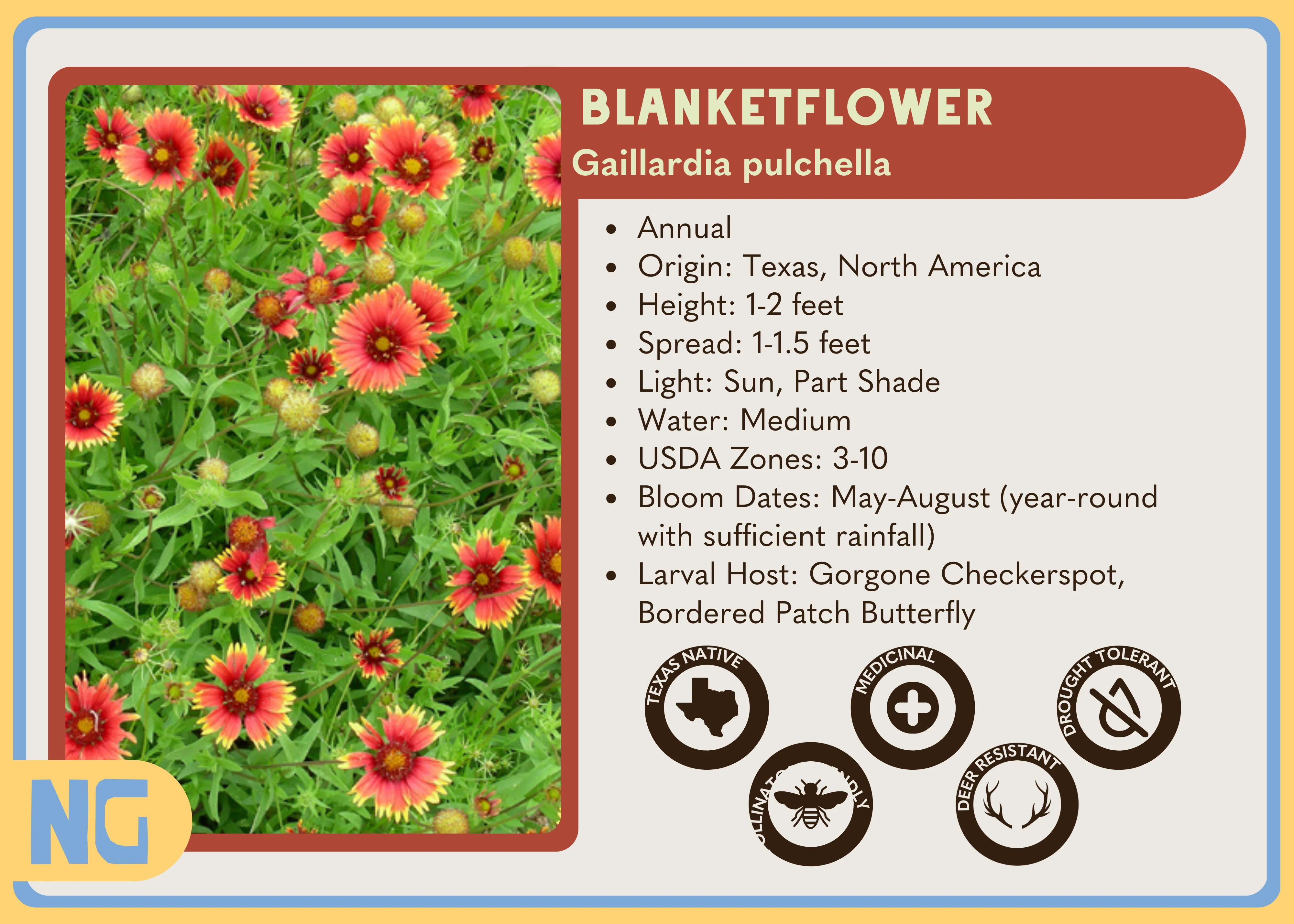 Blanketflower - Image 5
