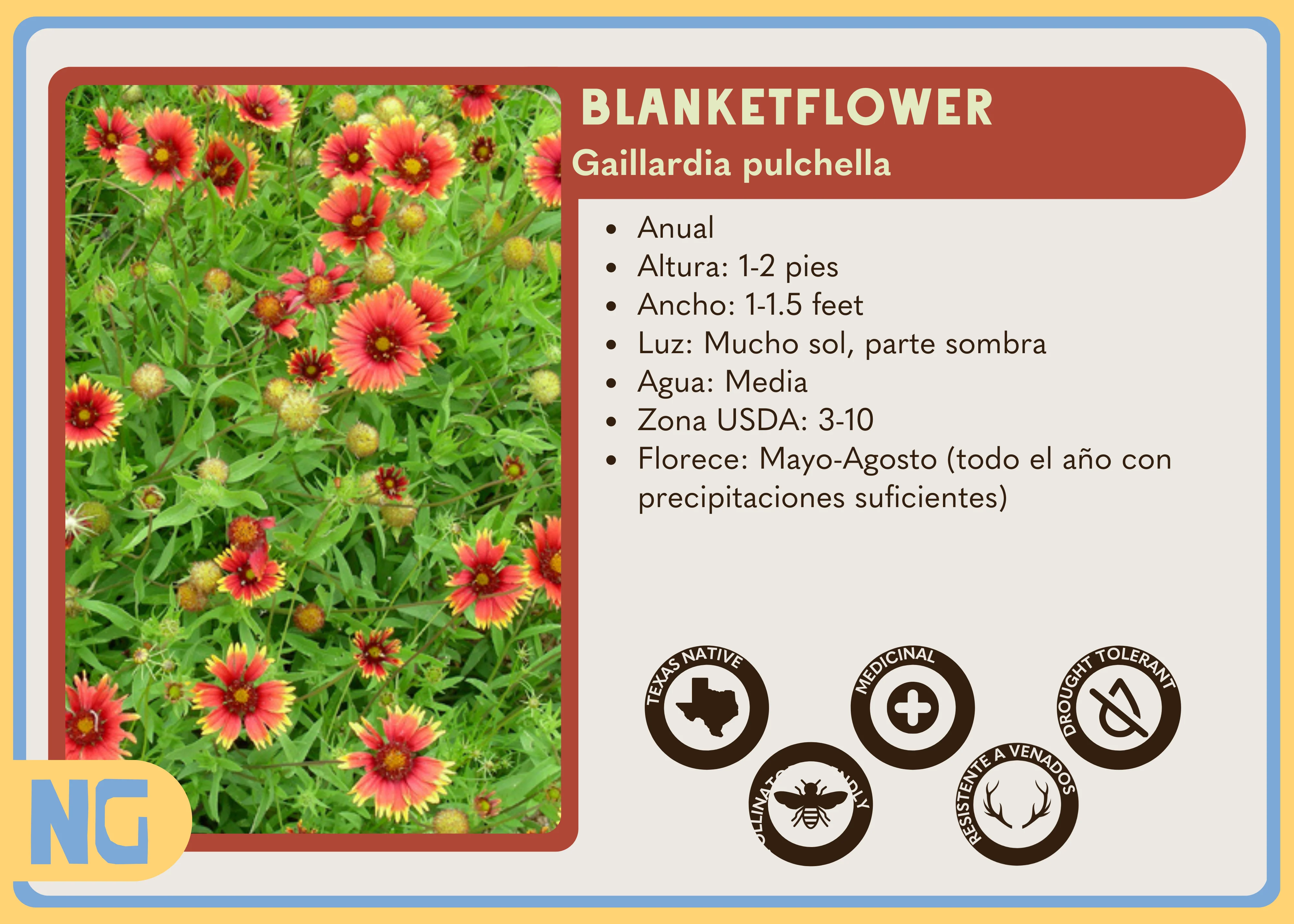 Blanketflower - Image 6