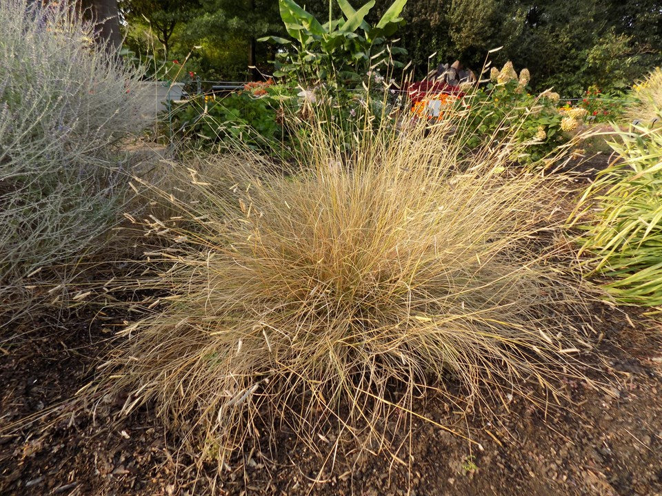 Blue Grama 'Blonde Ambition' - Image 3
