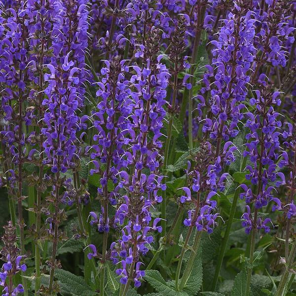 Salvia 'Blue by You' - Image 2