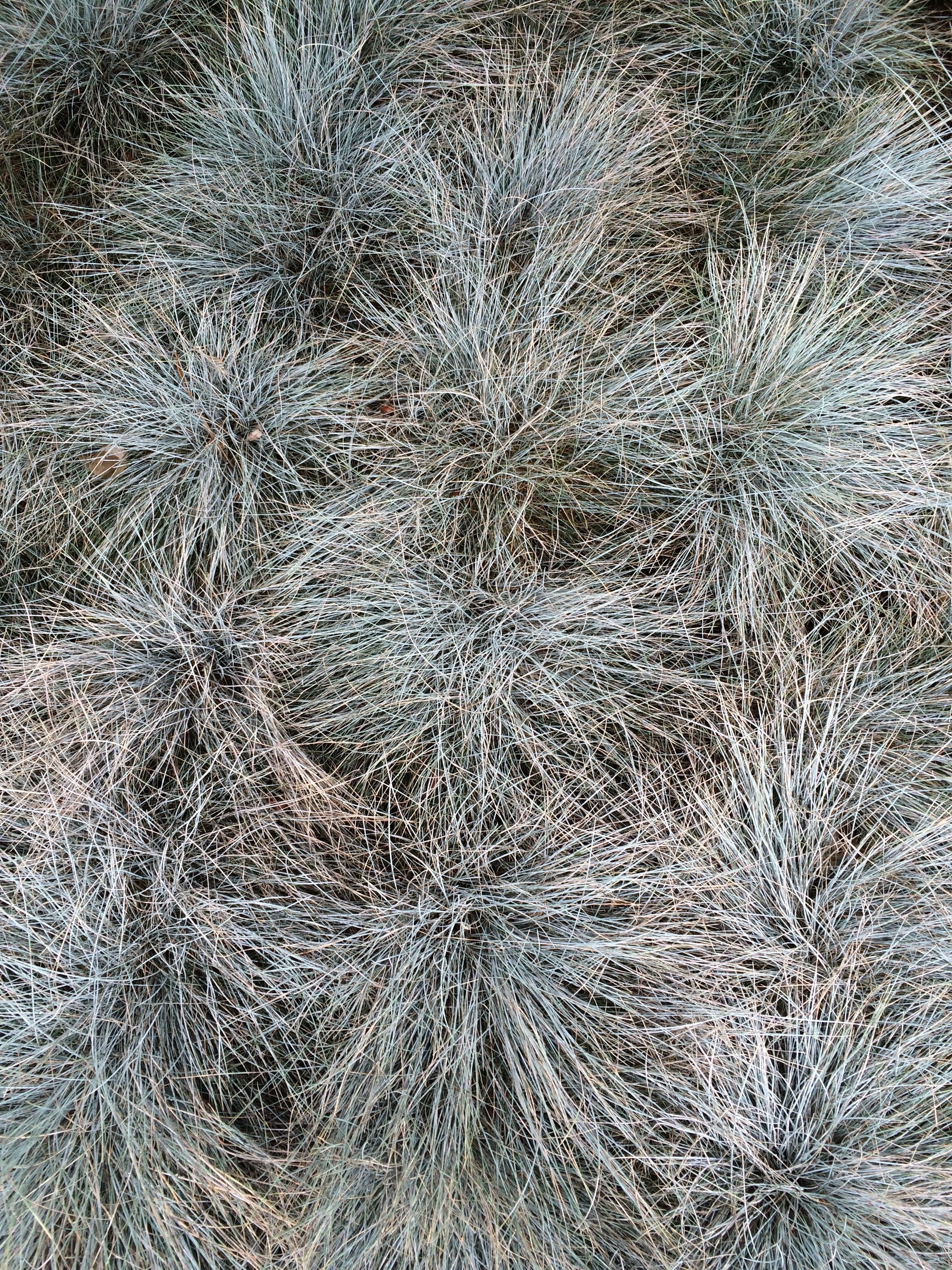 Blue Fescue - Image 2
