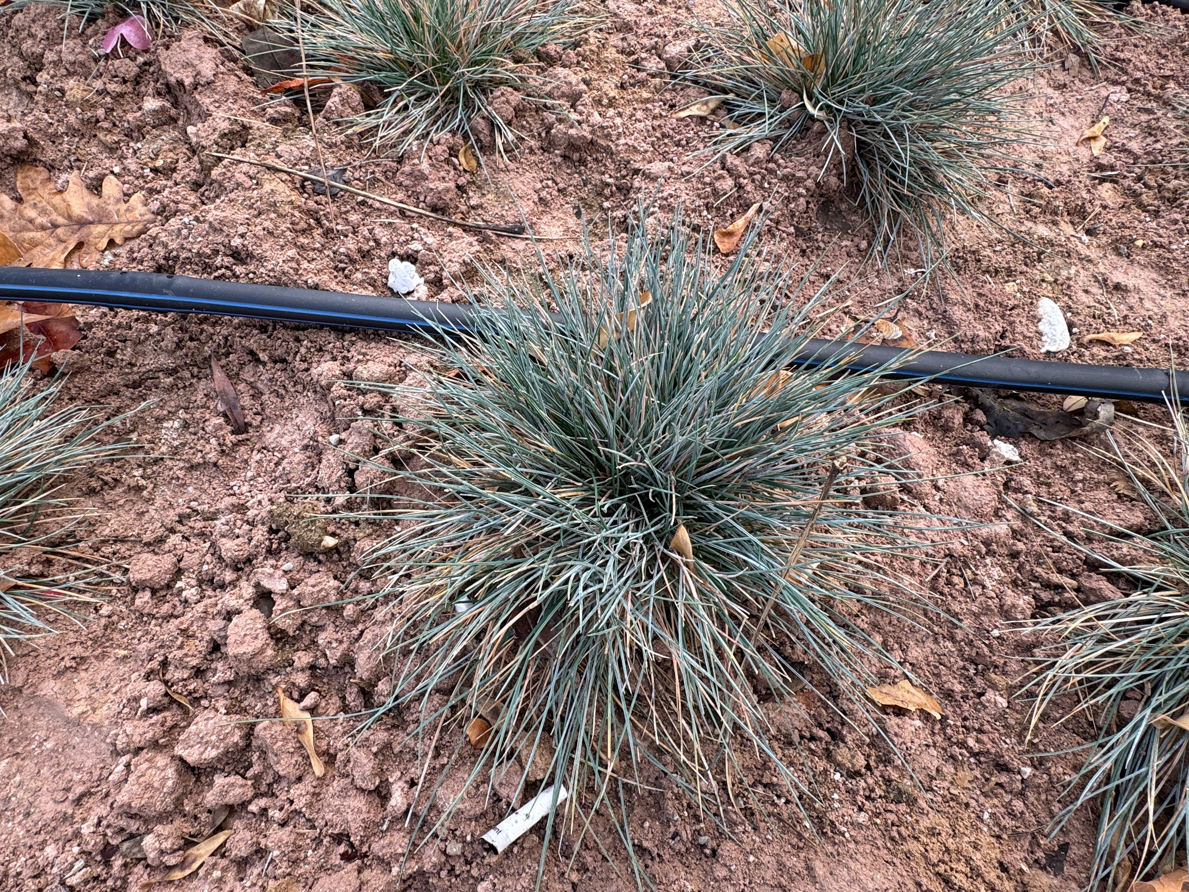 Blue Fescue - Image 3