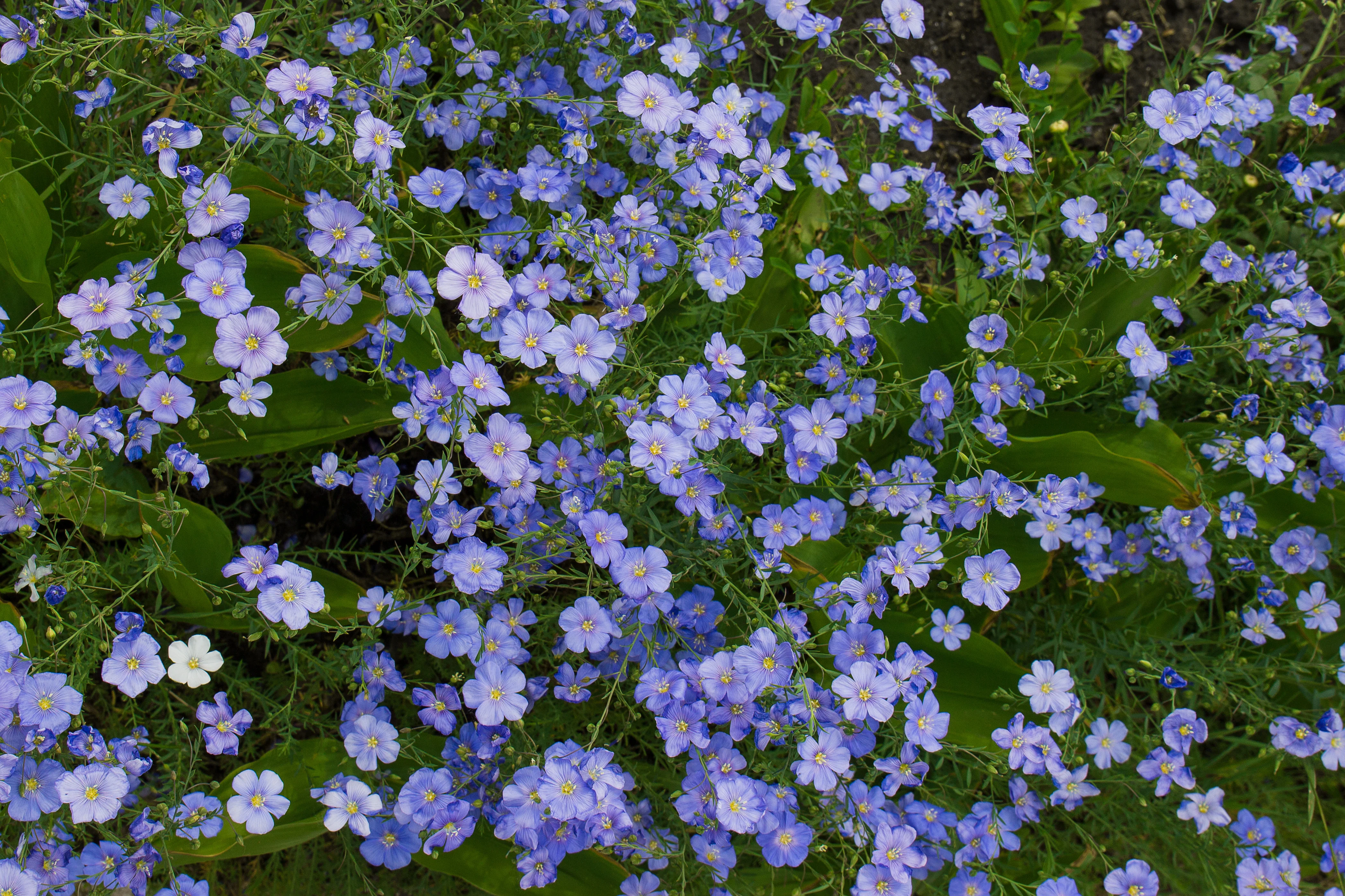 Blue Flax - Image 2