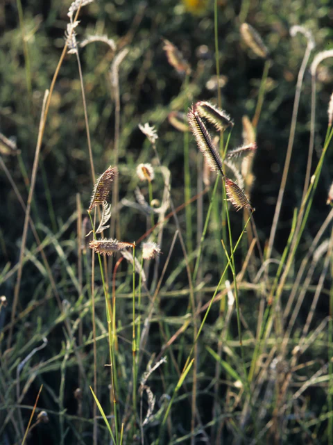Blue Grama - Image 3