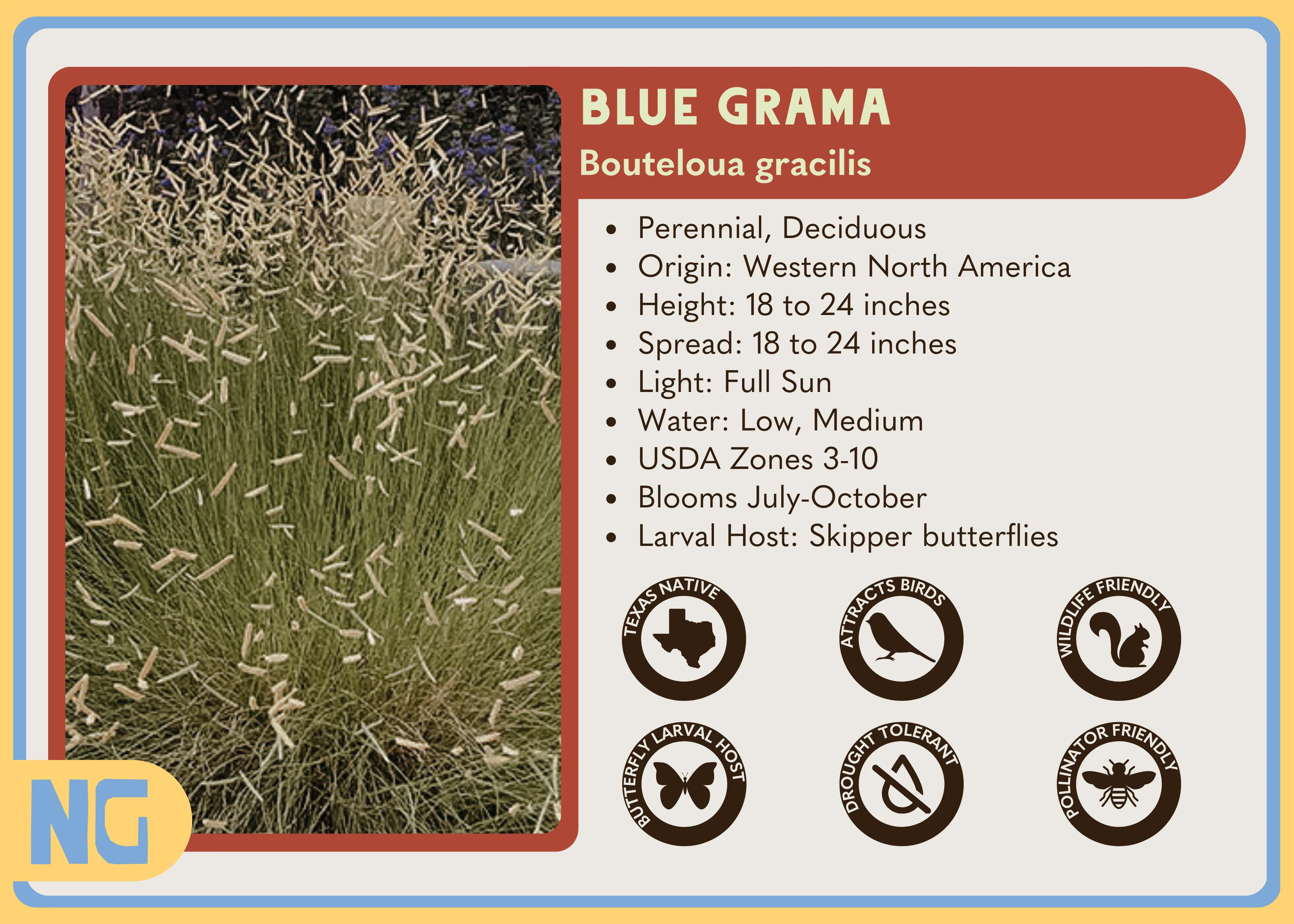 Blue Grama - Image 4