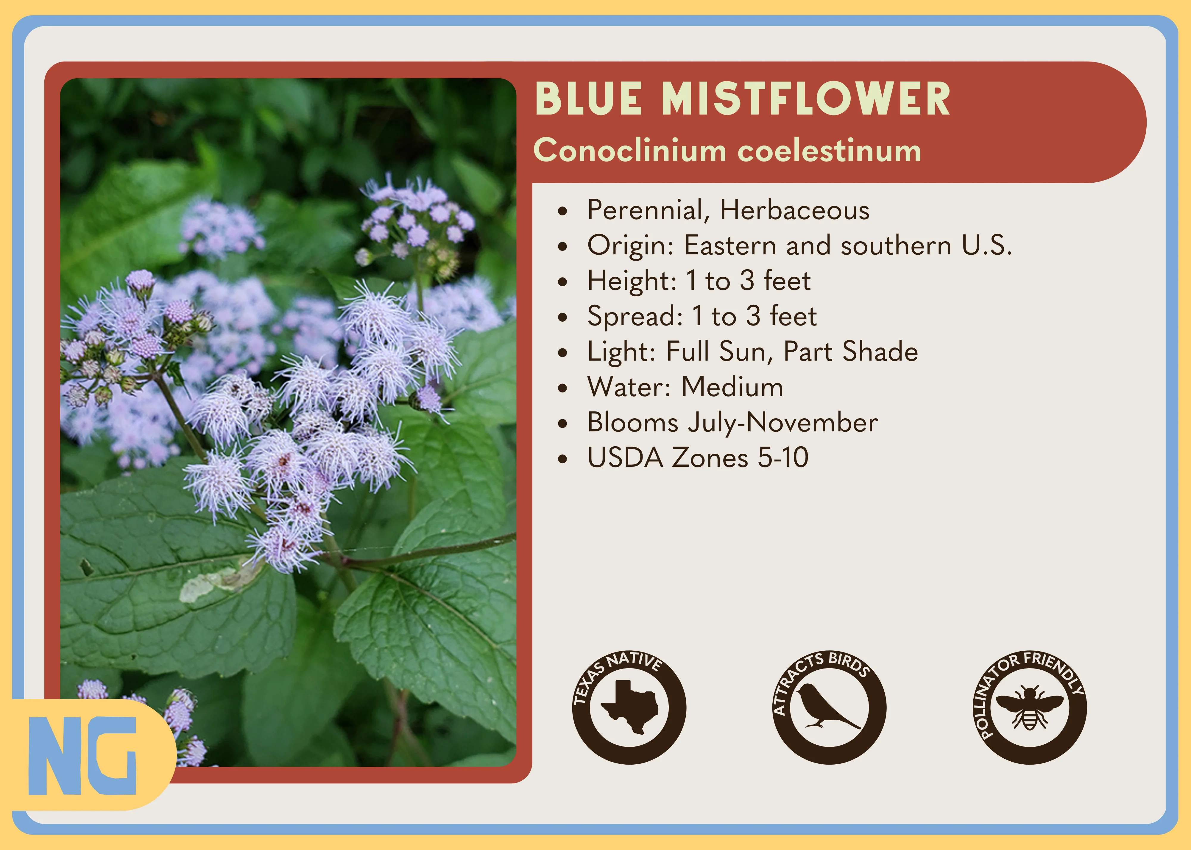 Blue Mistflower - Image 3