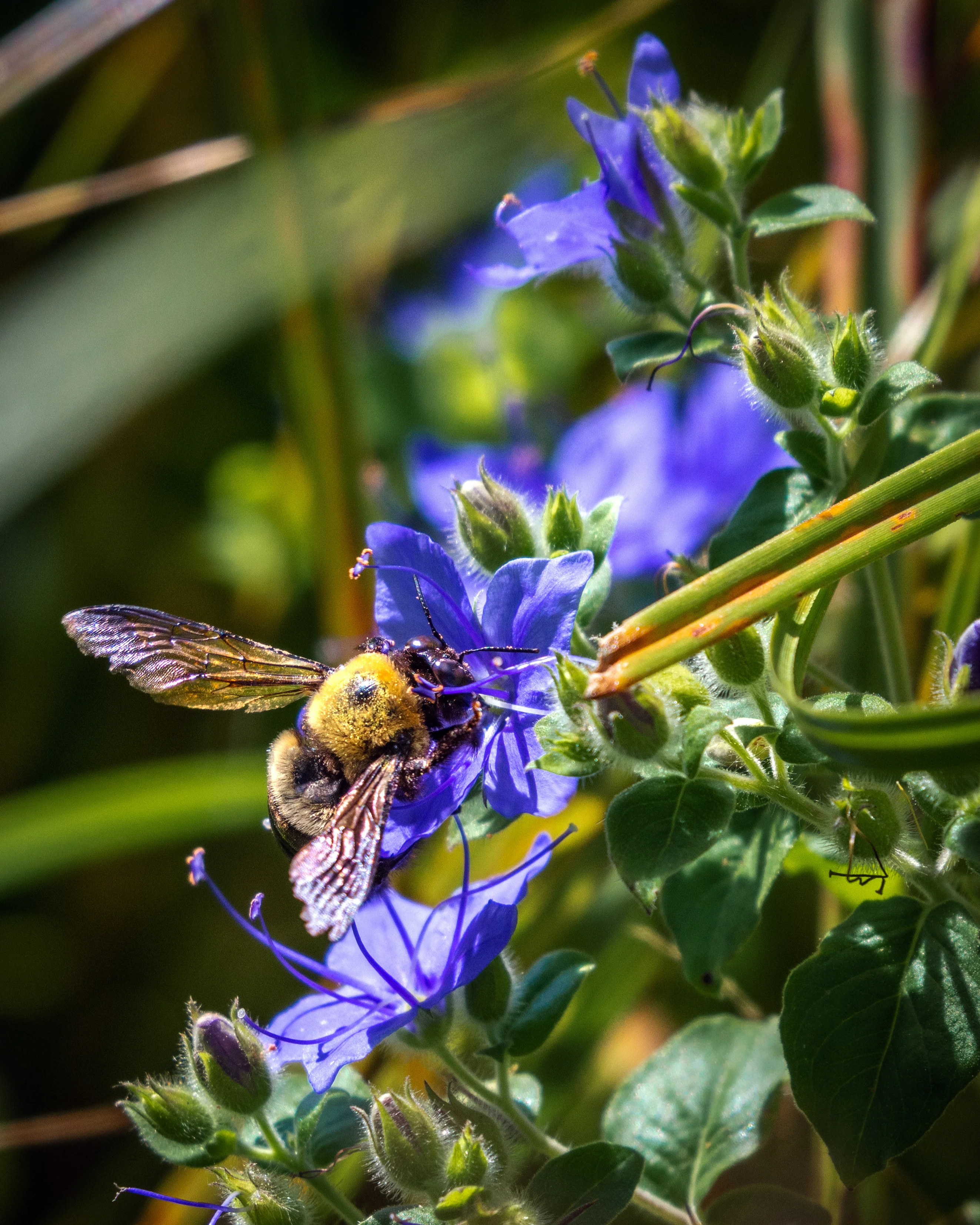 Blue Waterleaf - Image 2
