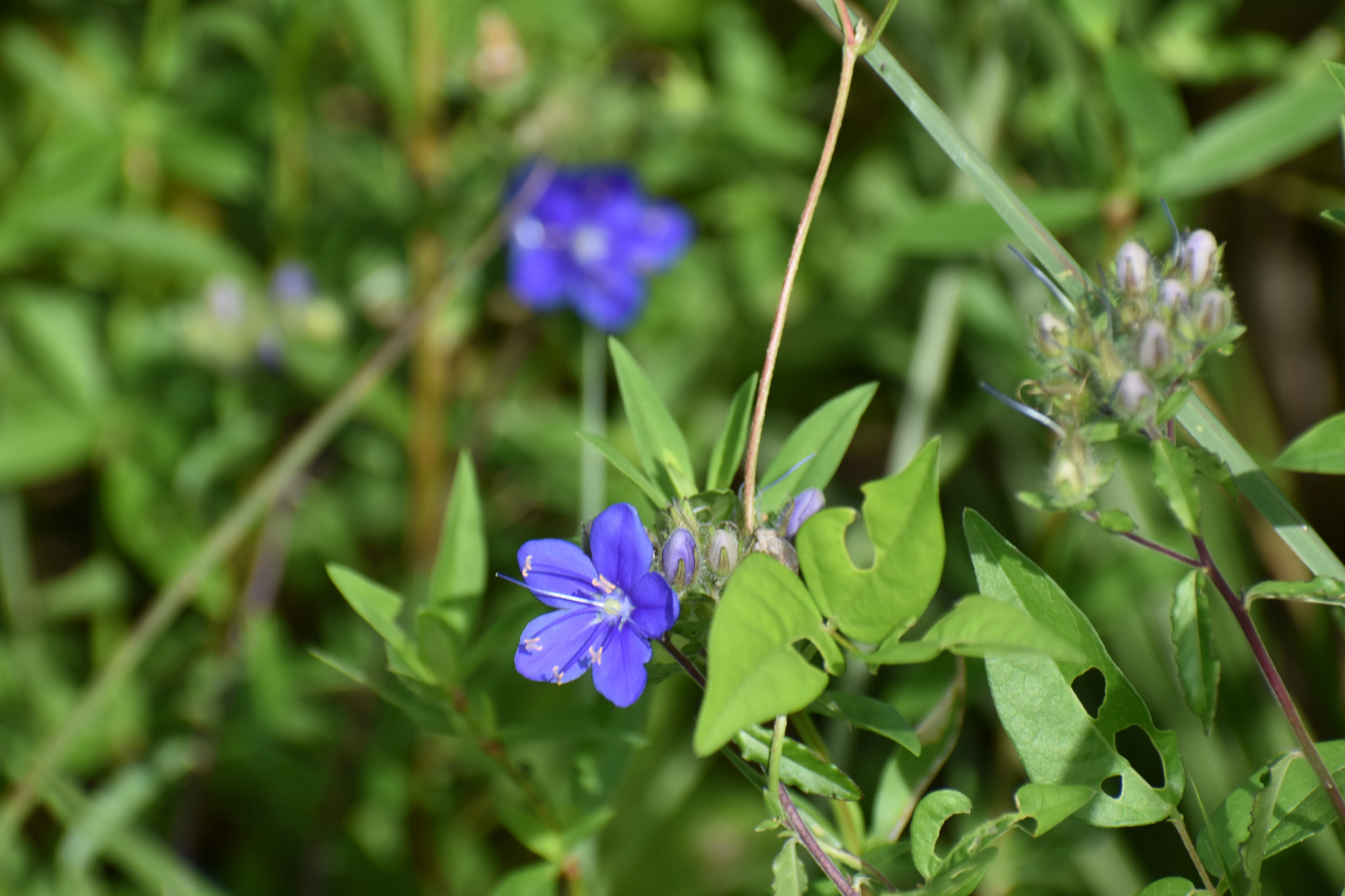Blue Waterleaf - Image 3