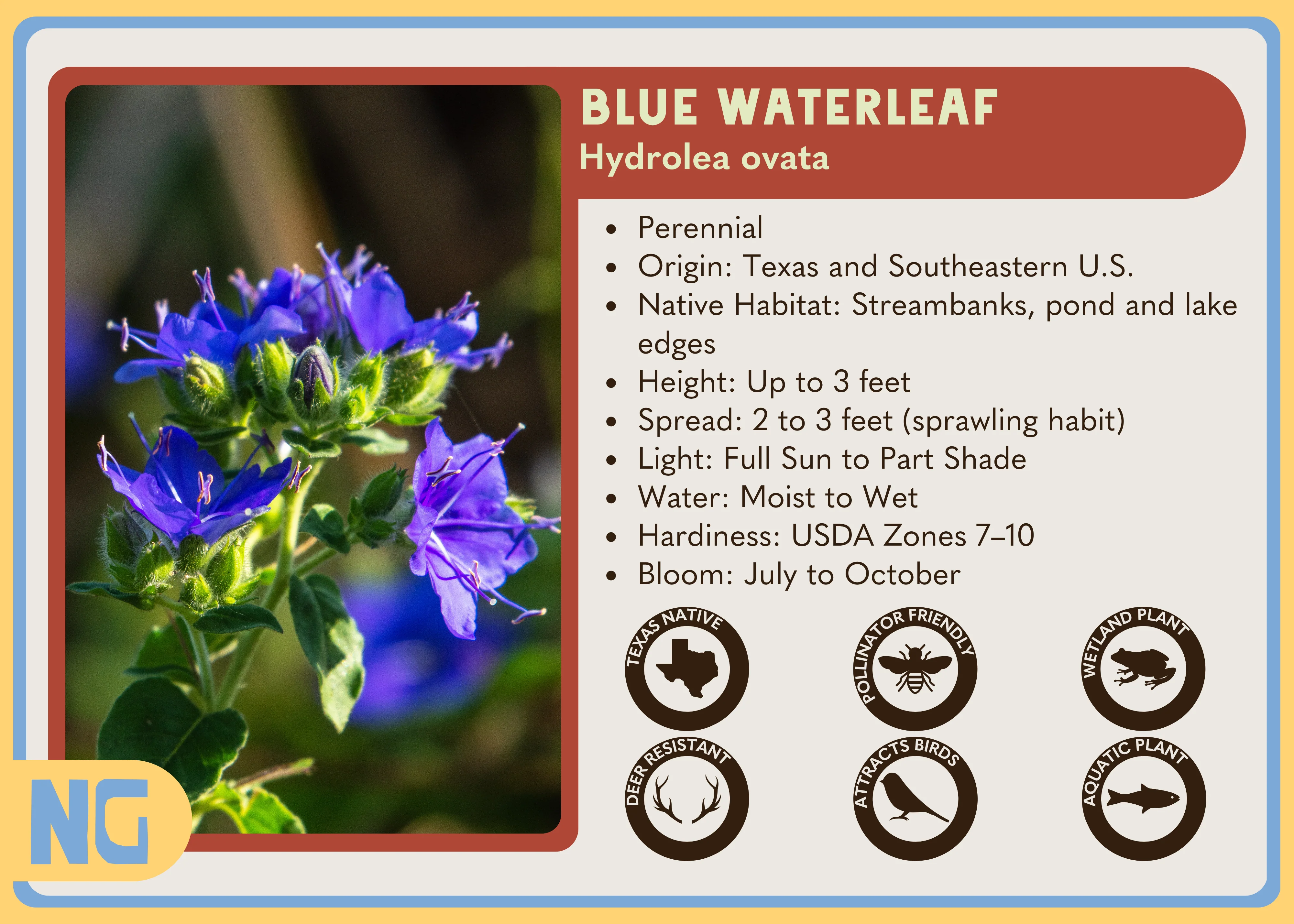 Blue Waterleaf - Image 4