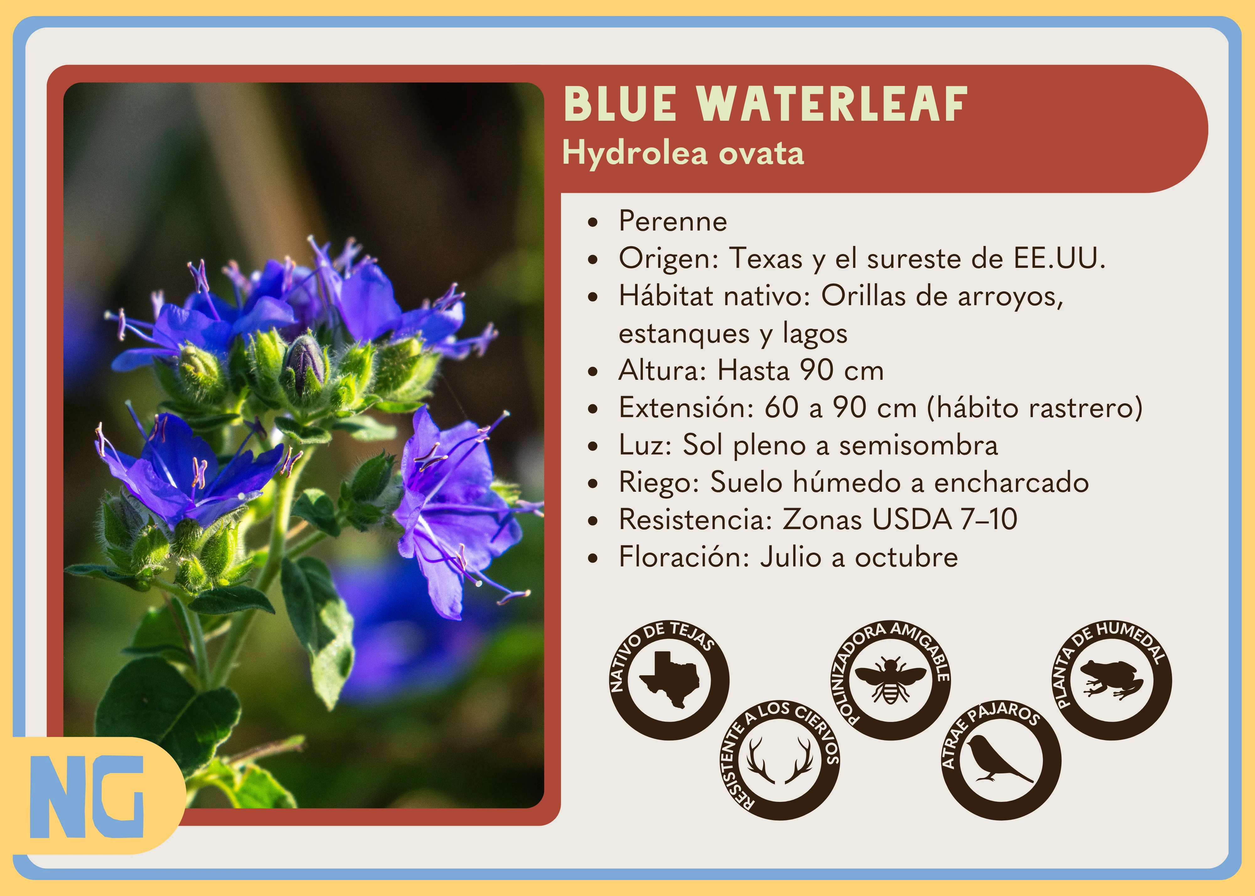 Blue Waterleaf - Image 5