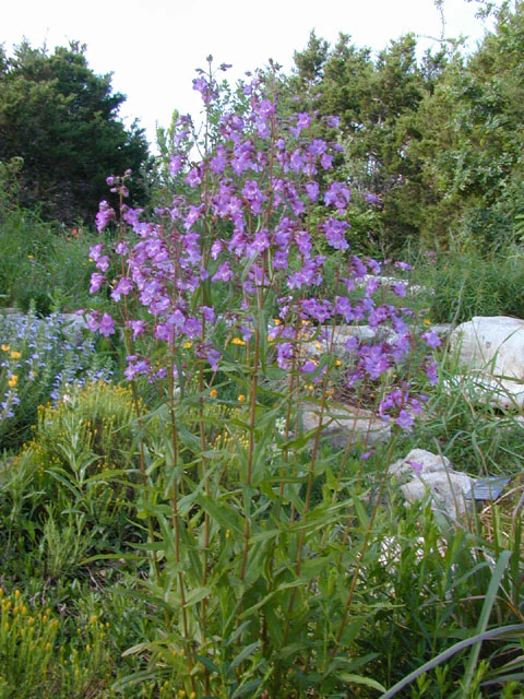 Brazos Penstemon - Image 2