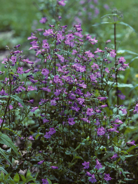 Brazos Penstemon - Image 3