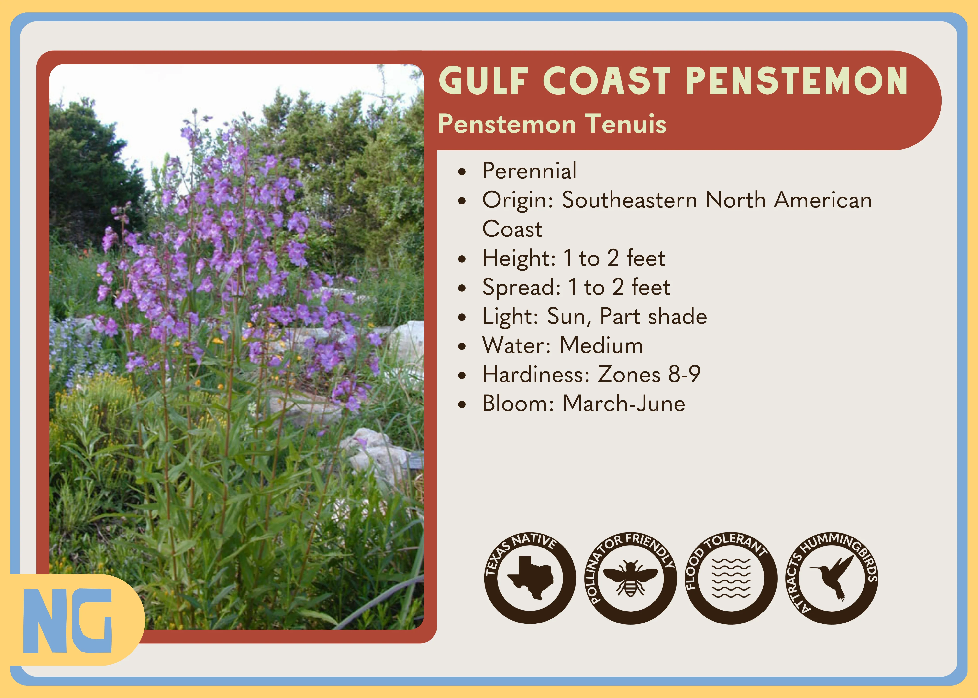 Brazos Penstemon - Image 4