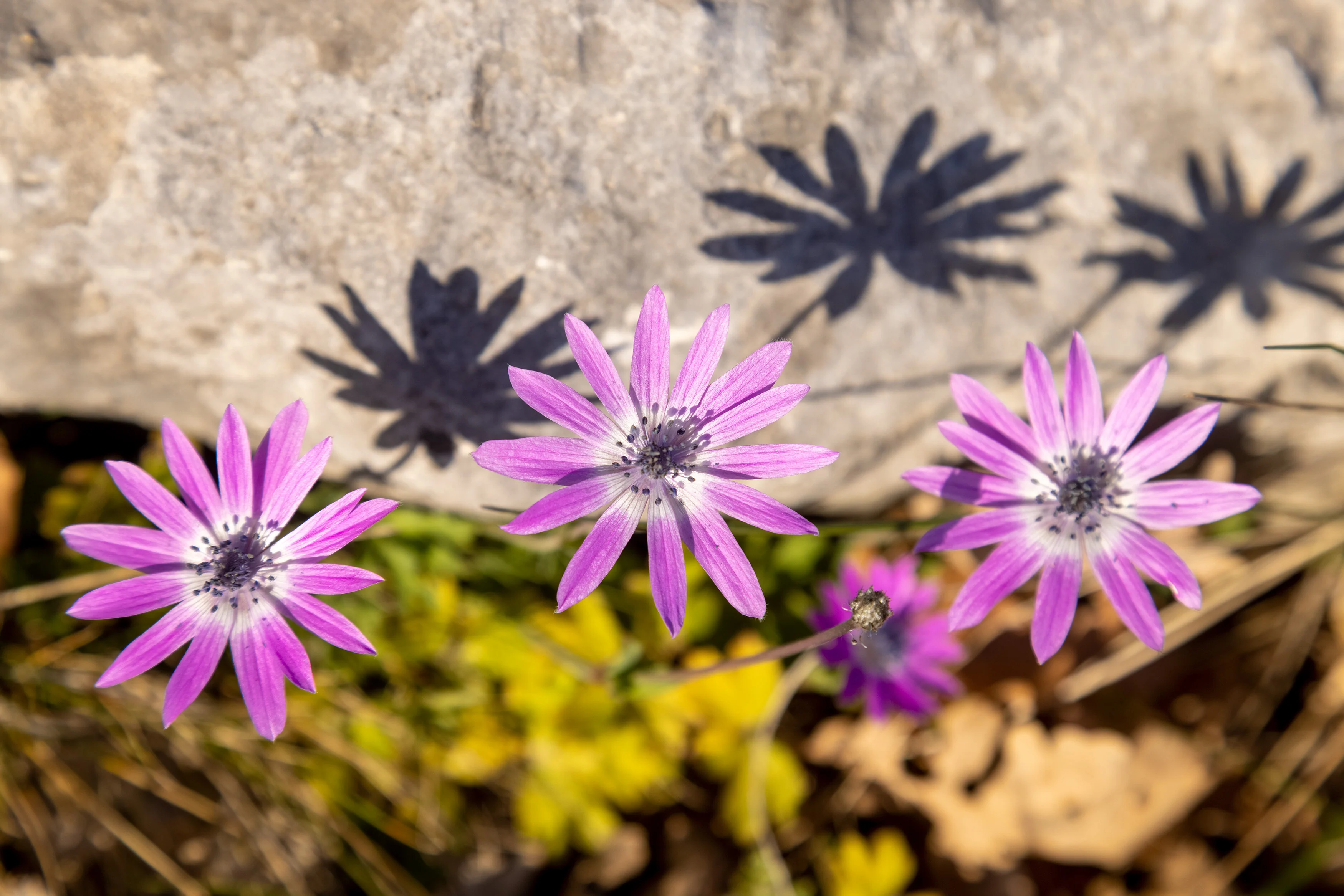 Broad-Leaved Aster - Image 2