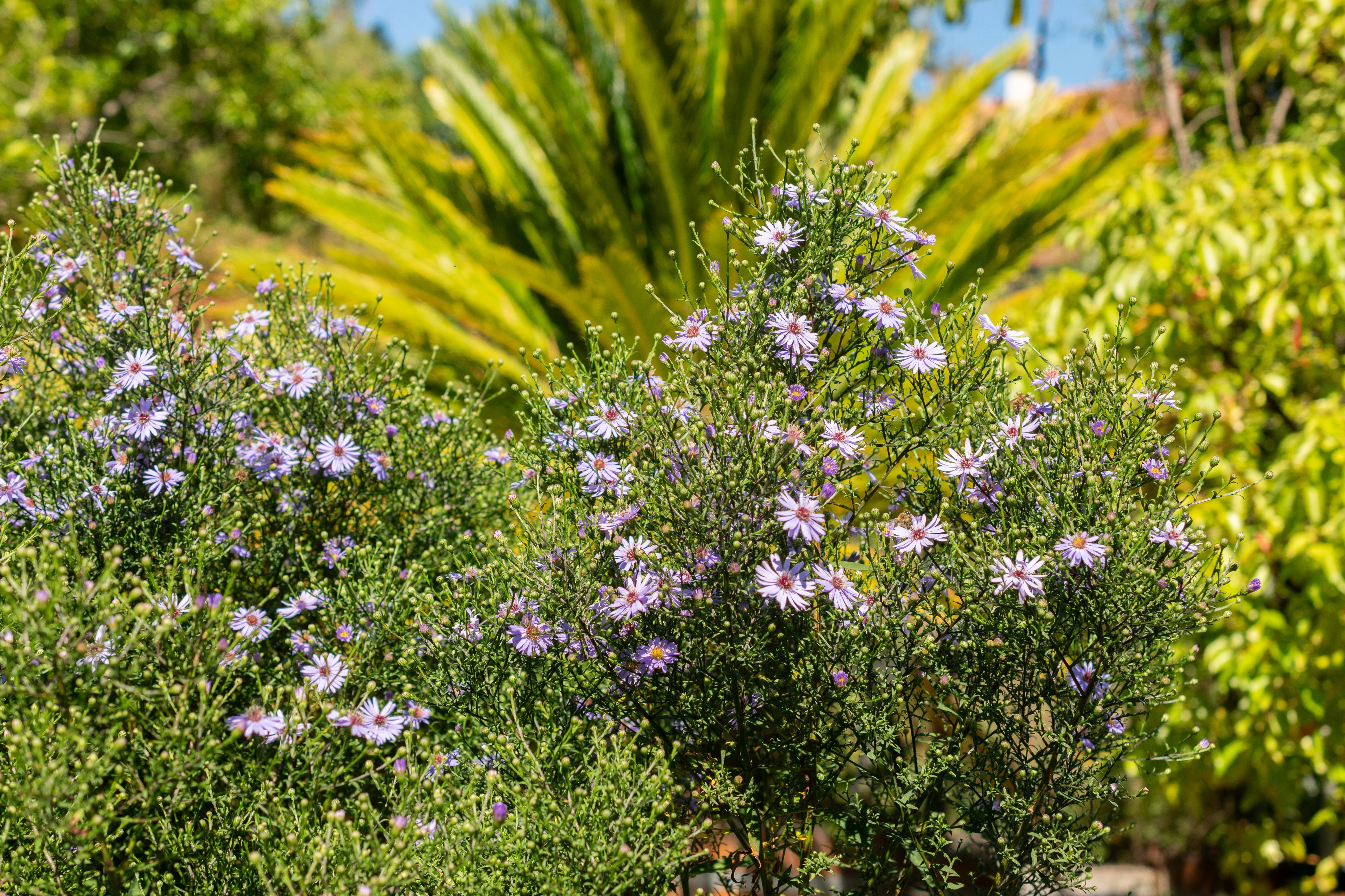 Broad-Leaved Aster - Image 3