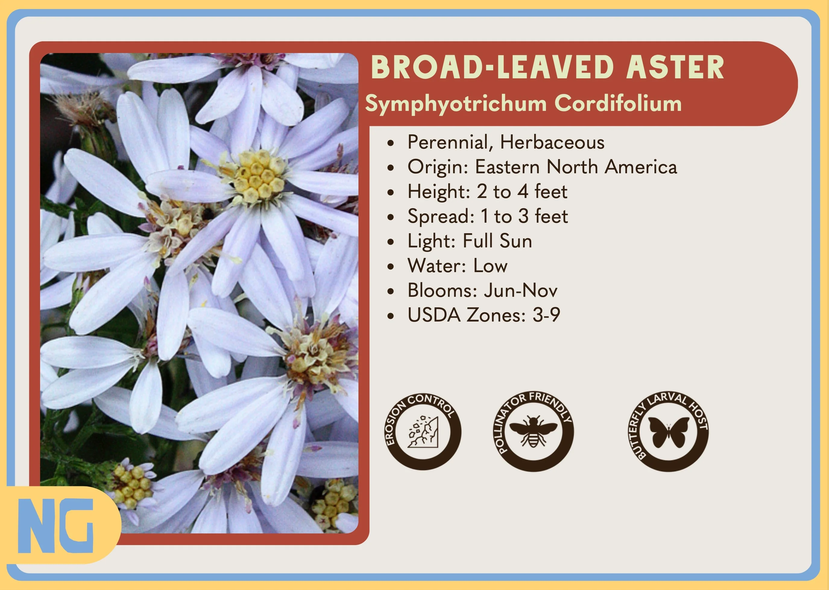 Broad-Leaved Aster - Image 4