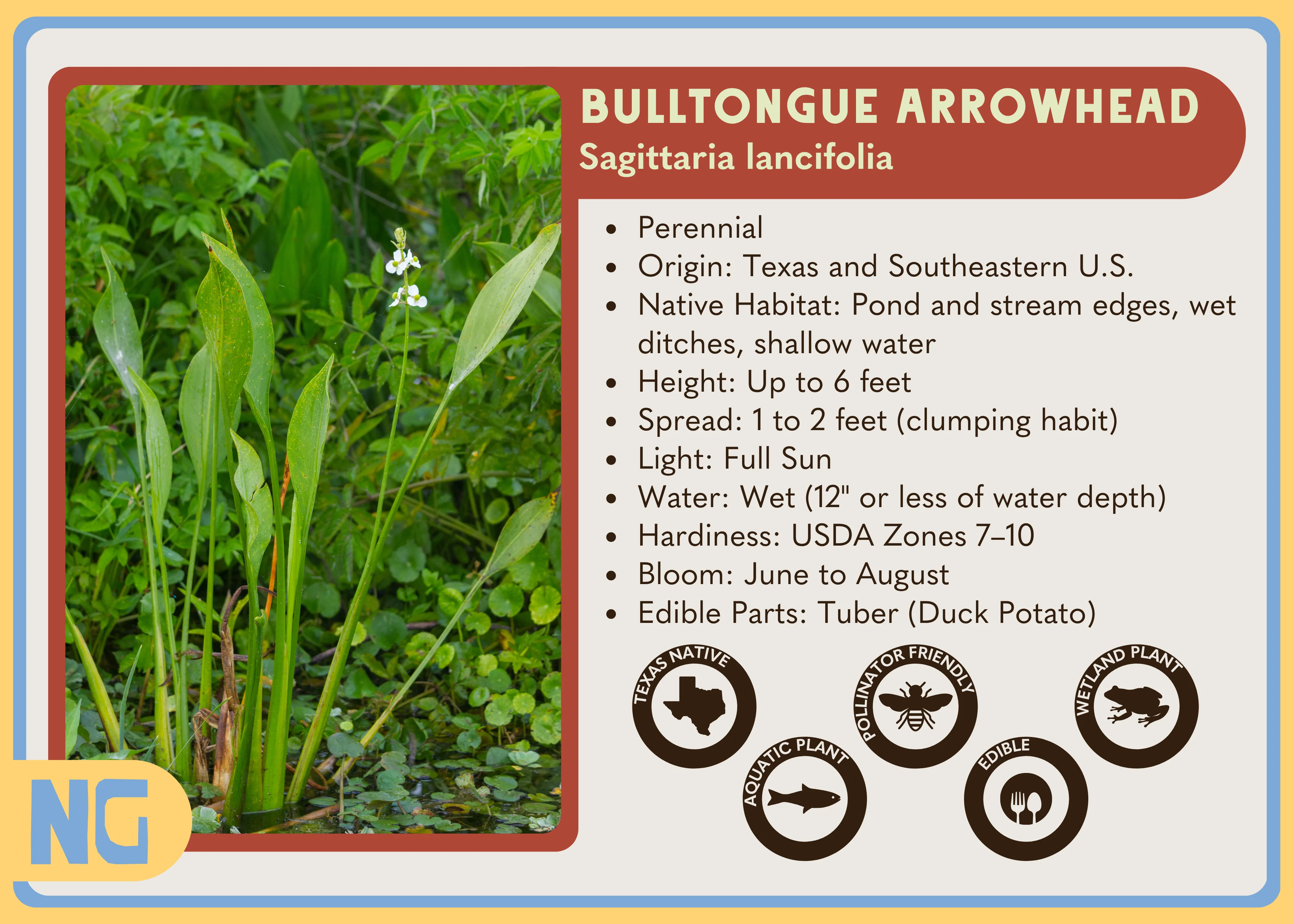 Bulltongue Arrowhead - Image 4