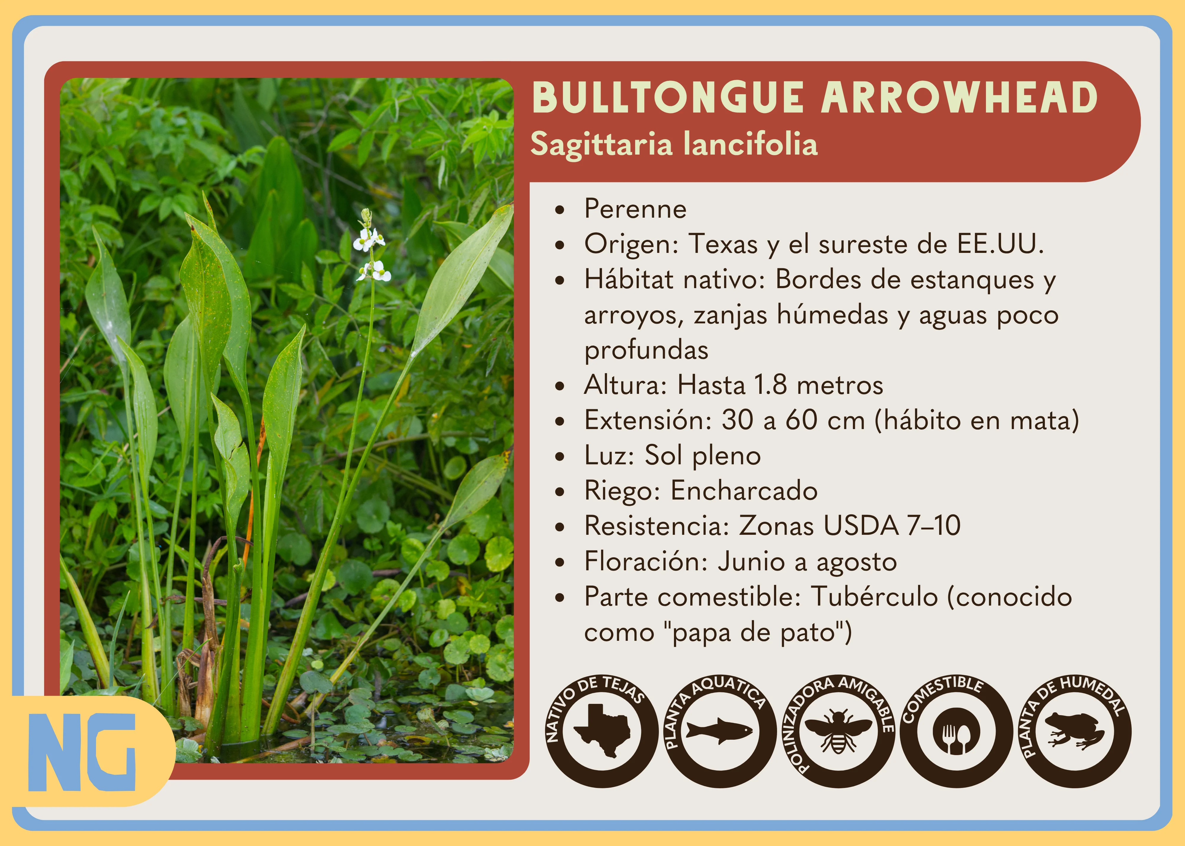 Bulltongue Arrowhead - Image 5