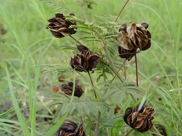 Bundleflower - Image 2