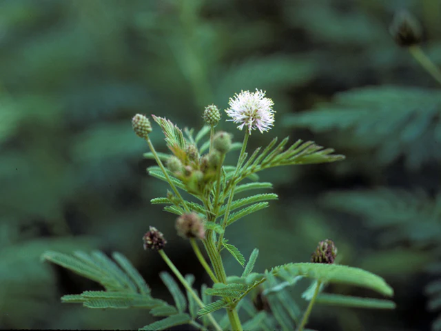 Bundleflower - Image 3