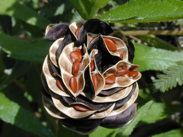 Bundleflower - Image 4