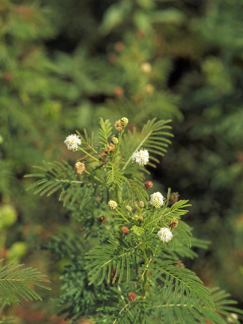 Bundleflower - Image 5