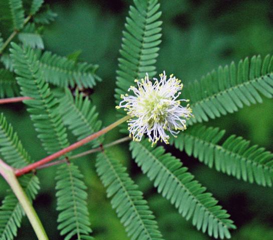 Bundleflower - Image 6
