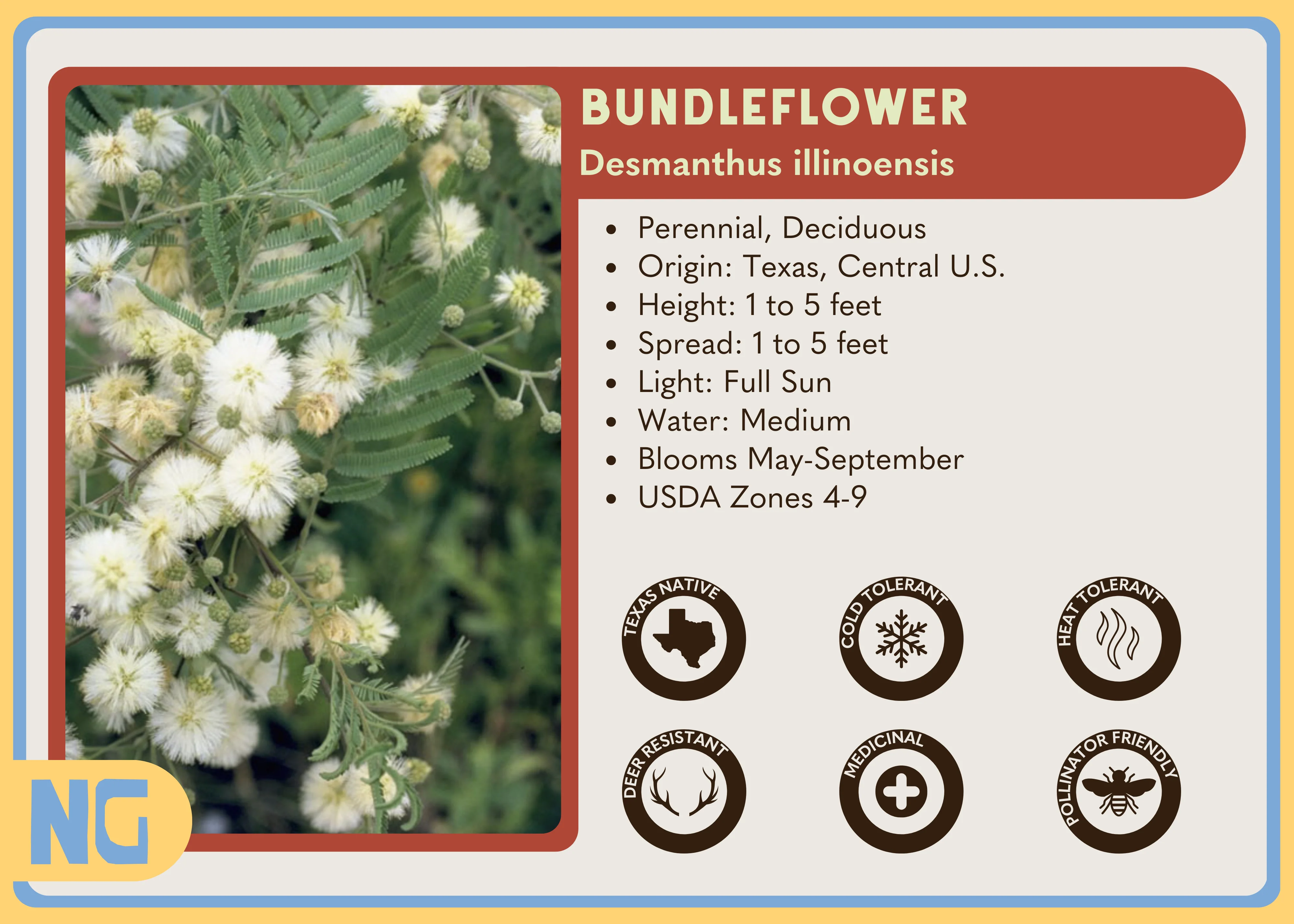 Bundleflower - Image 7