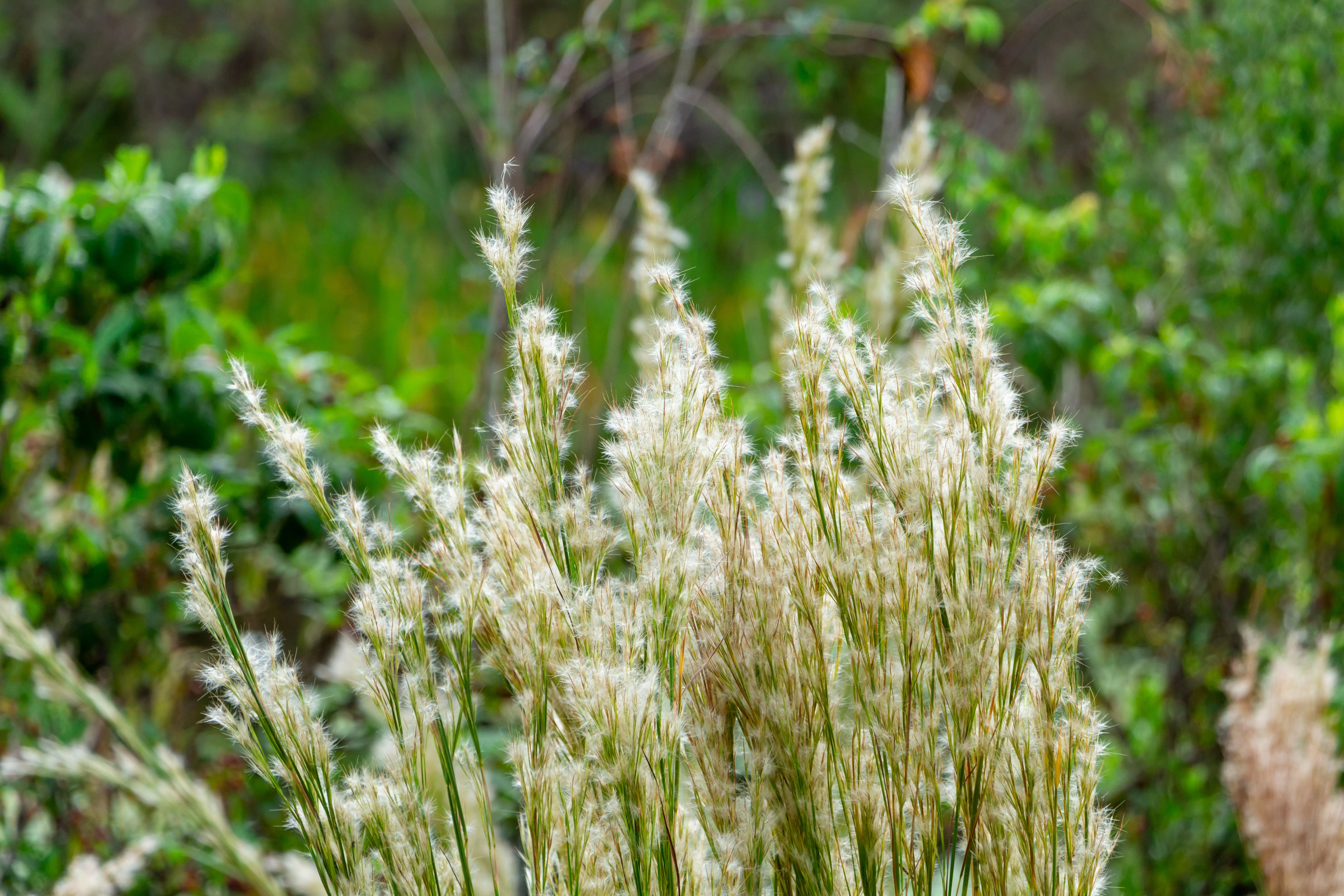 Bushy Bluestem - Image 2