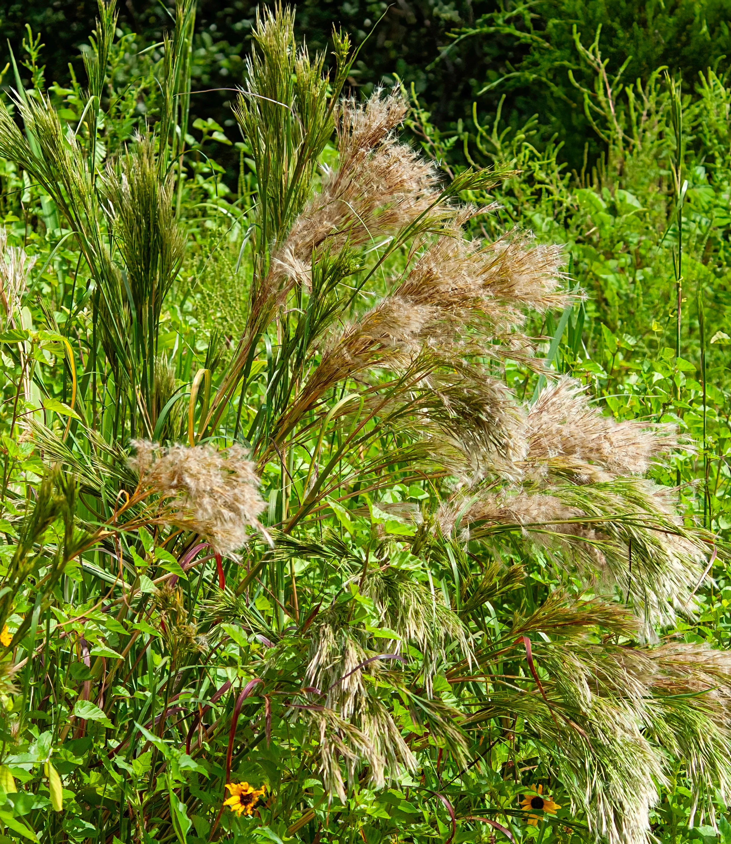 Bushy Bluestem - Image 3