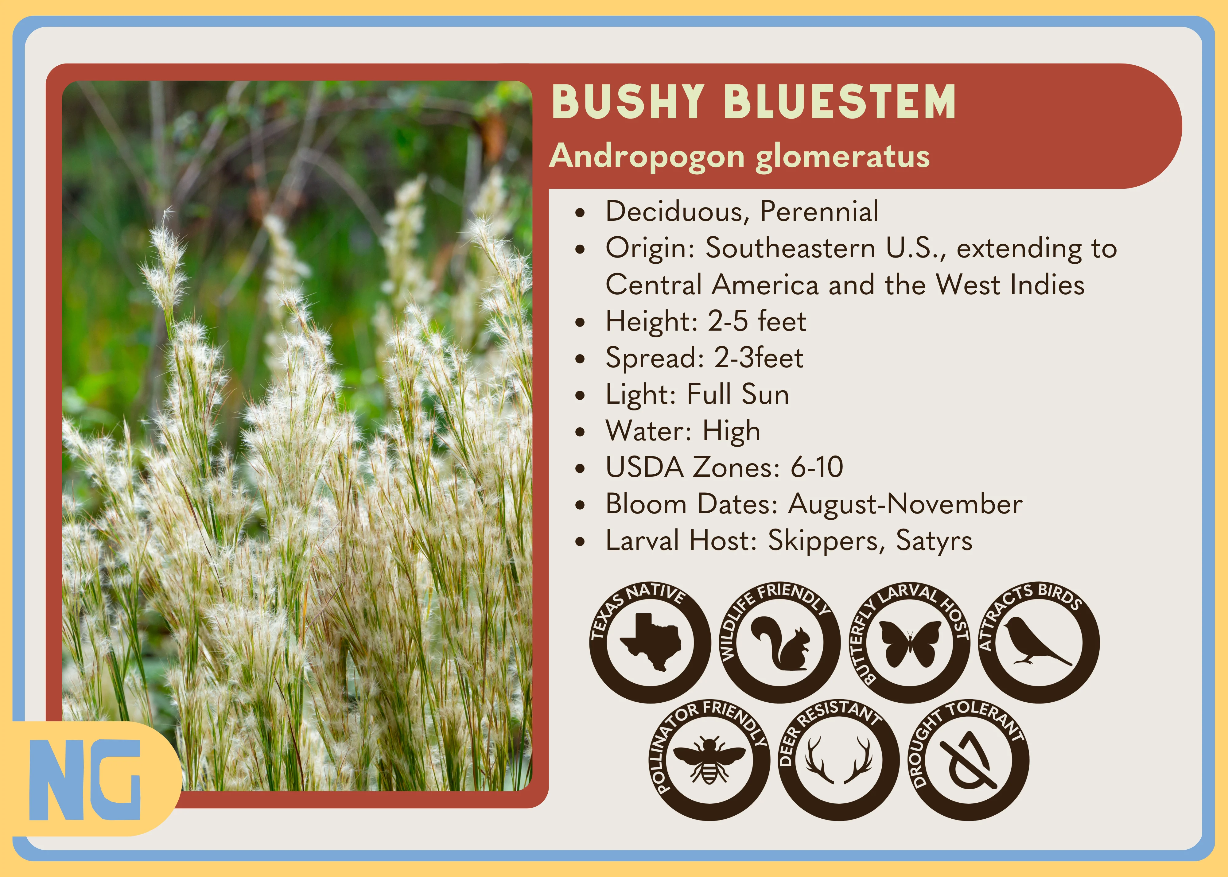 Bushy Bluestem - Image 4