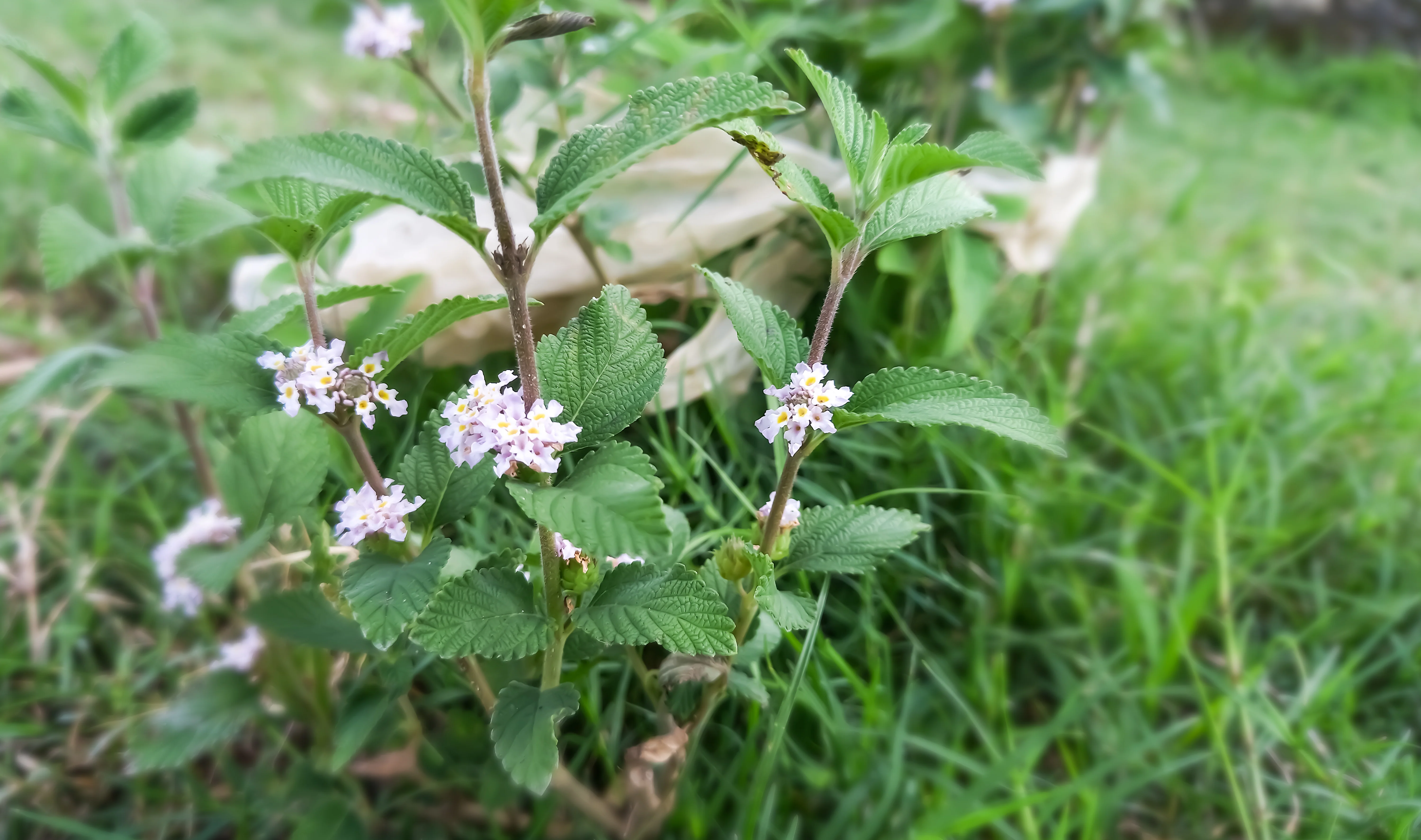 Bushy Lippia - Image 3