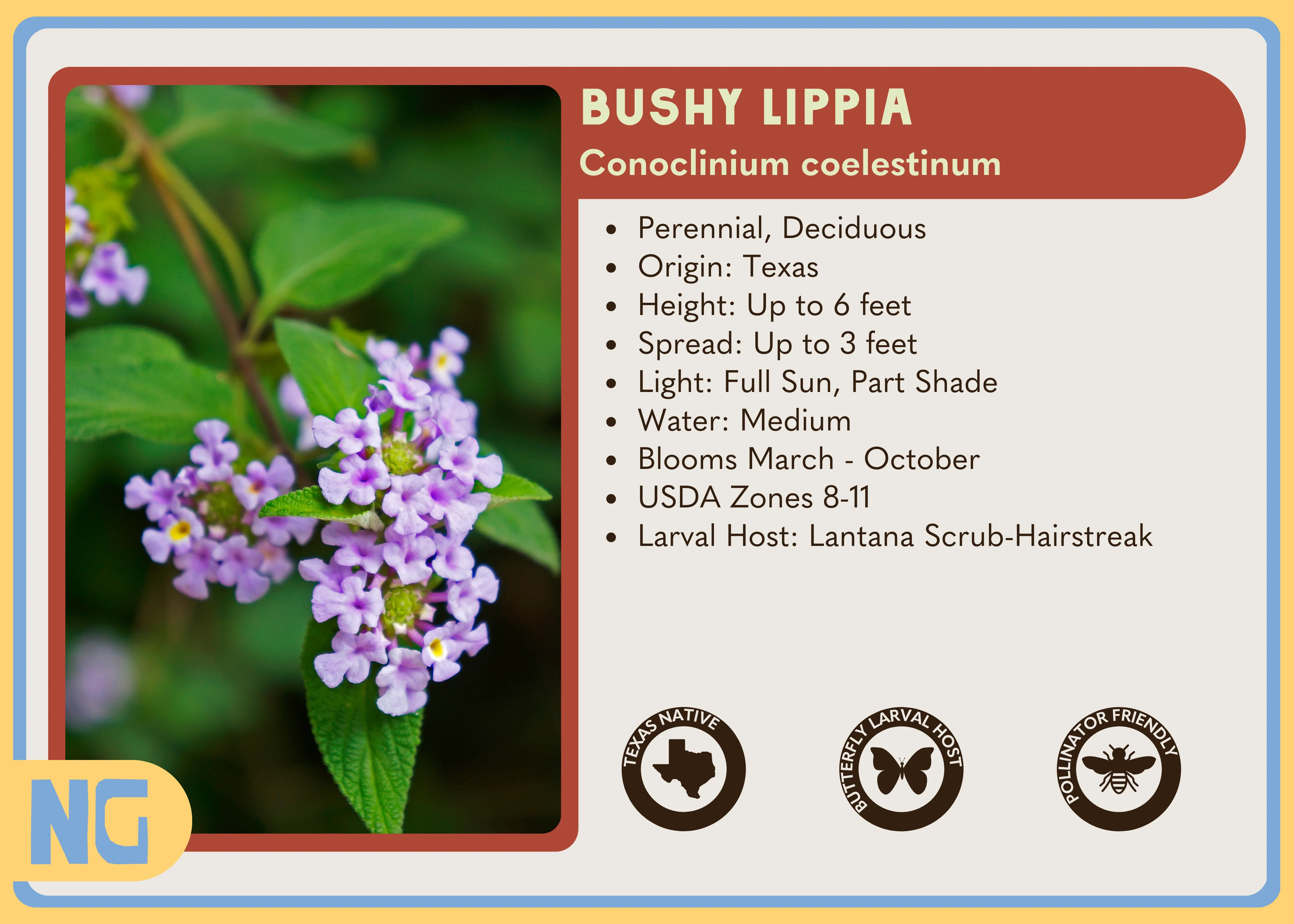 Bushy Lippia - Image 4