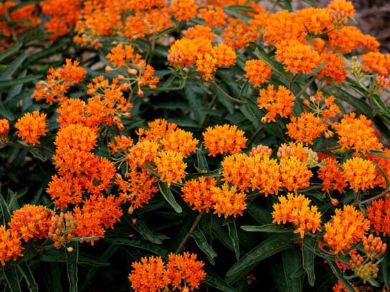Butterfly Weed - Image 3