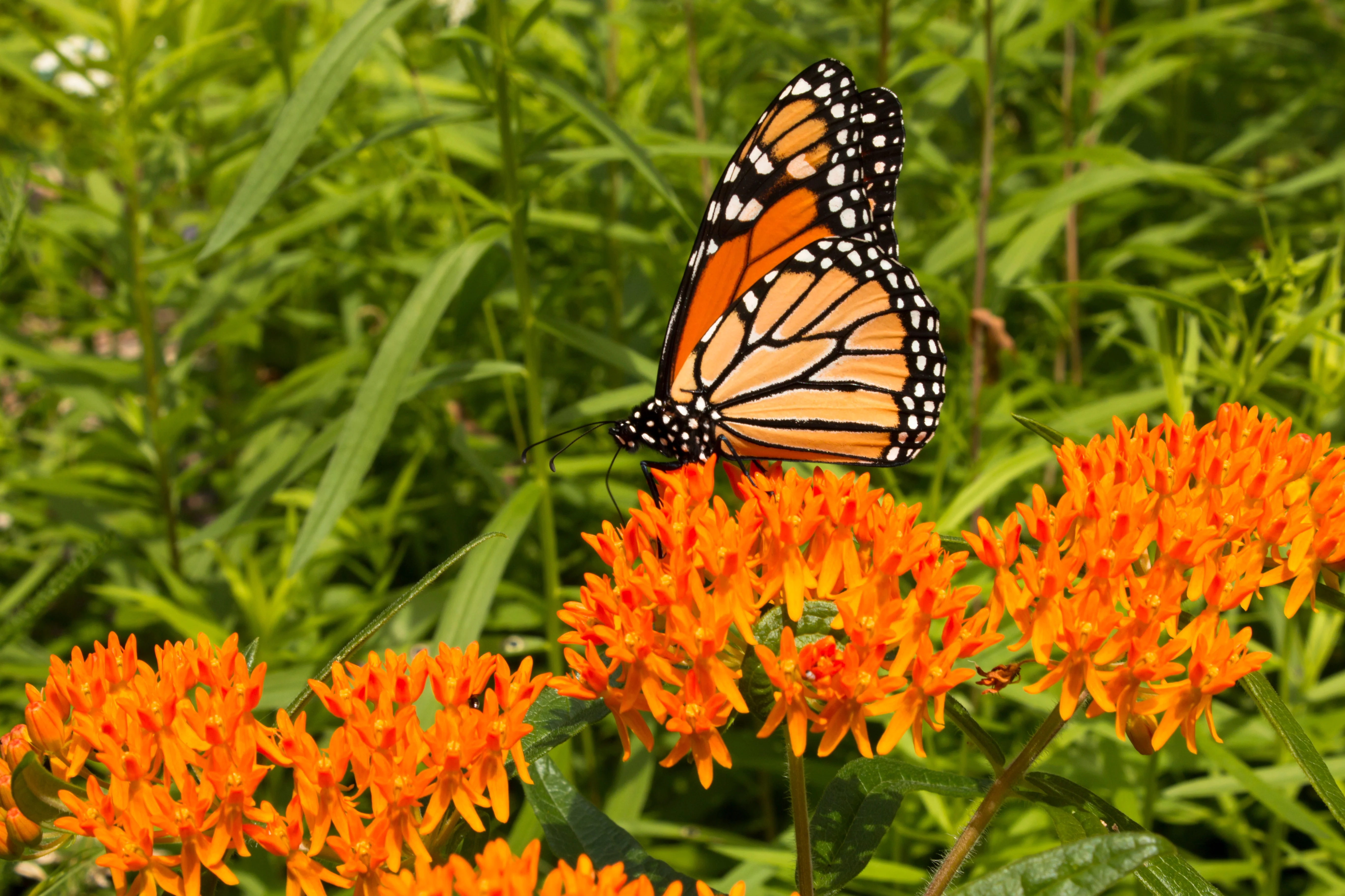 Butterfly Weed - Image 4