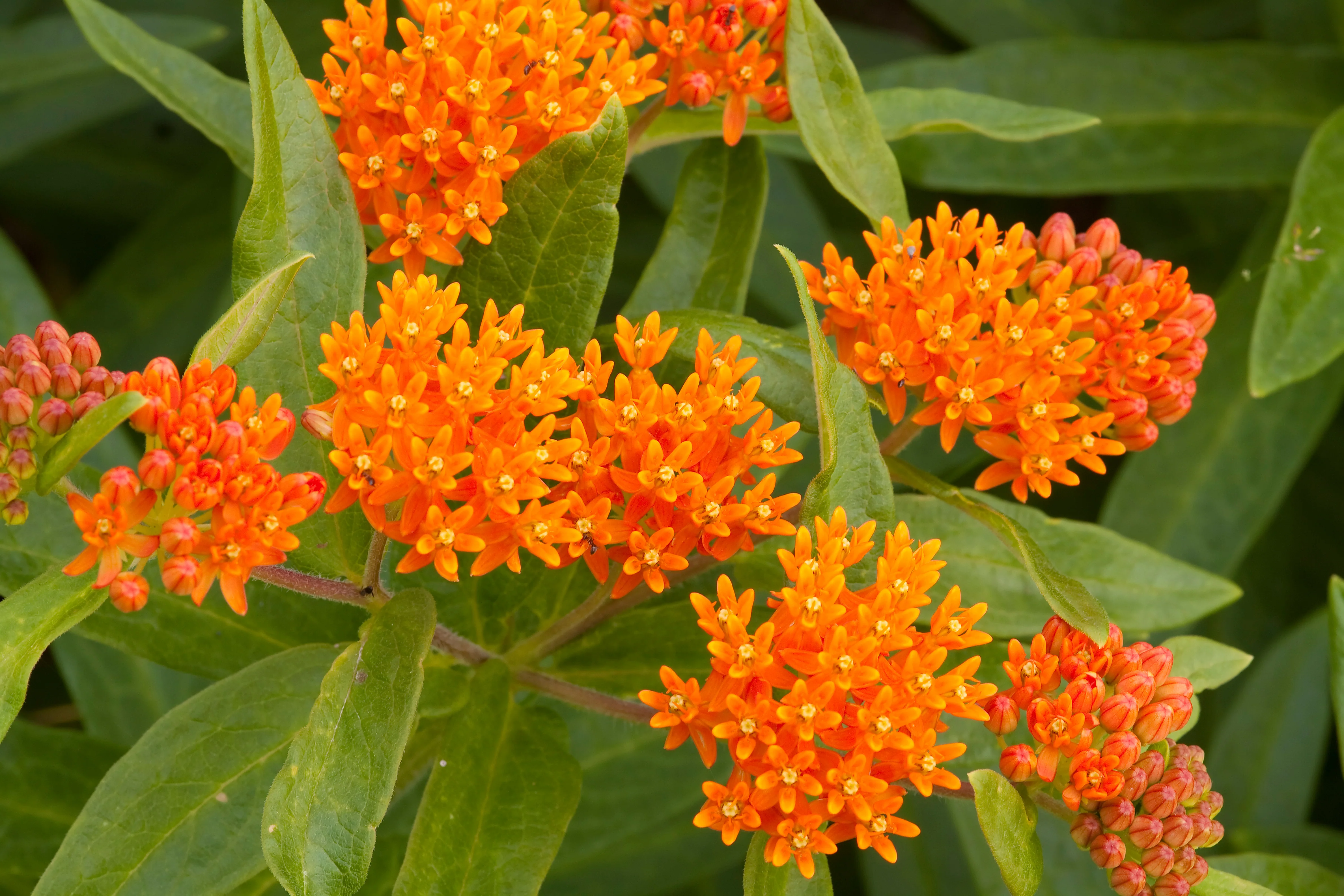 Butterfly Weed - Image 5