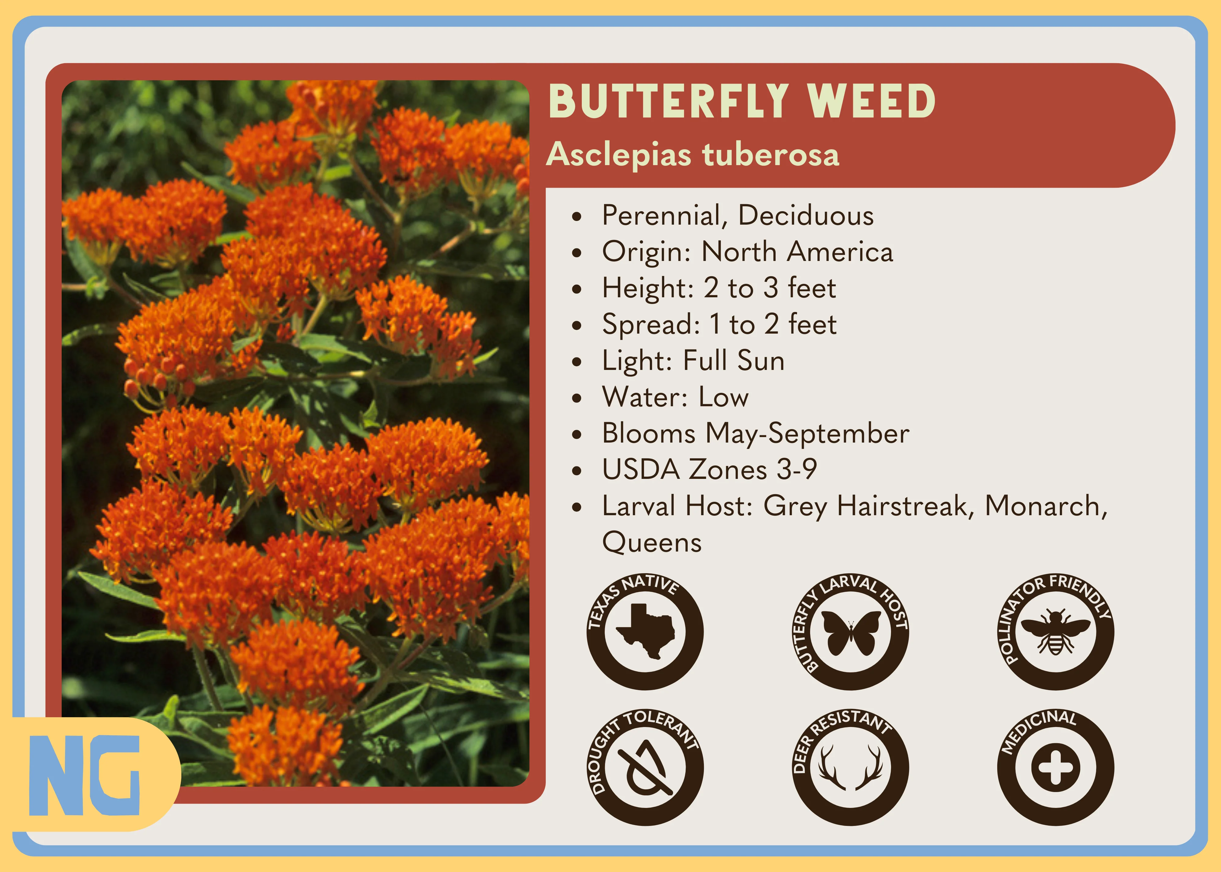 Butterfly Weed - Image 6