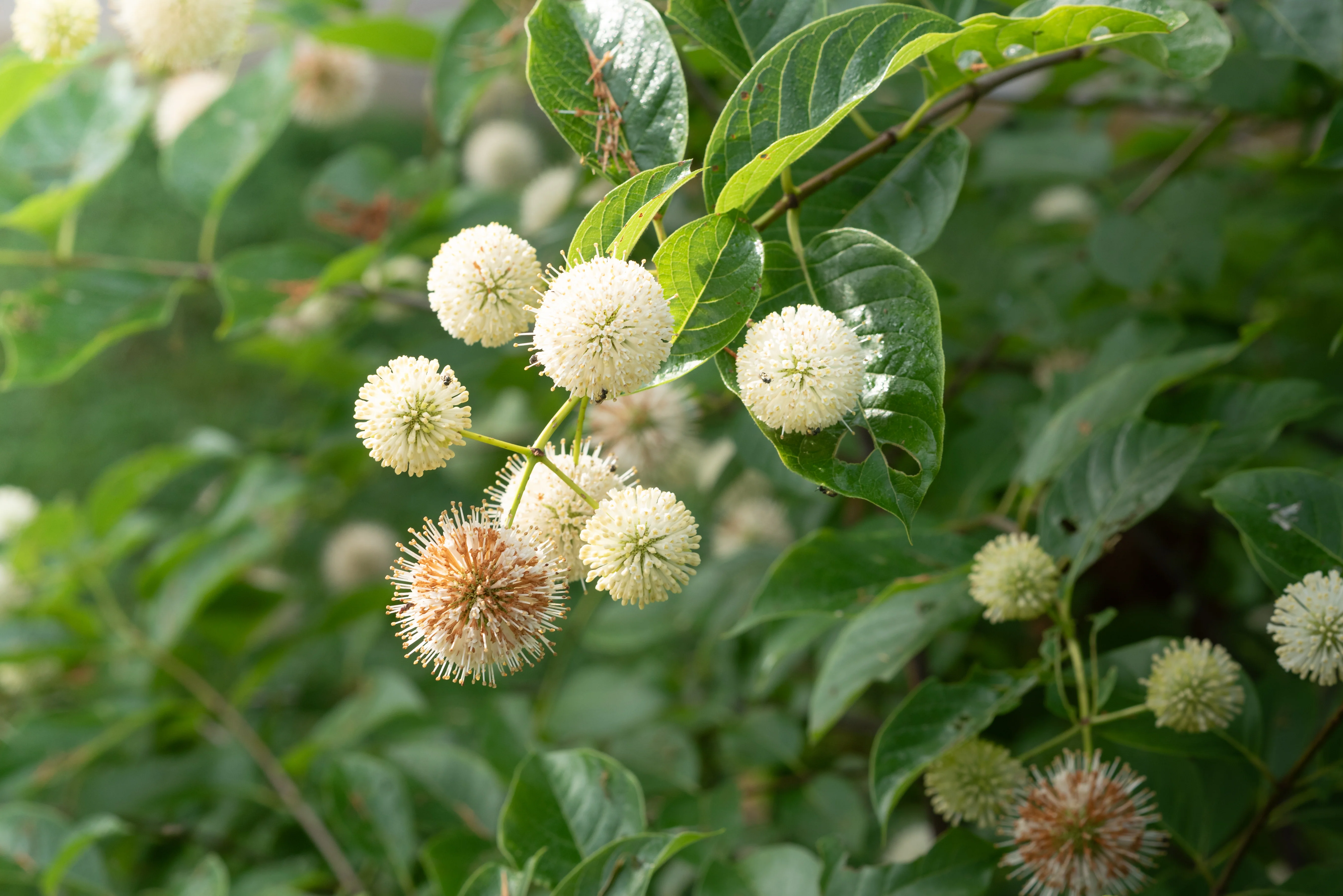 Button Bush - Image 3