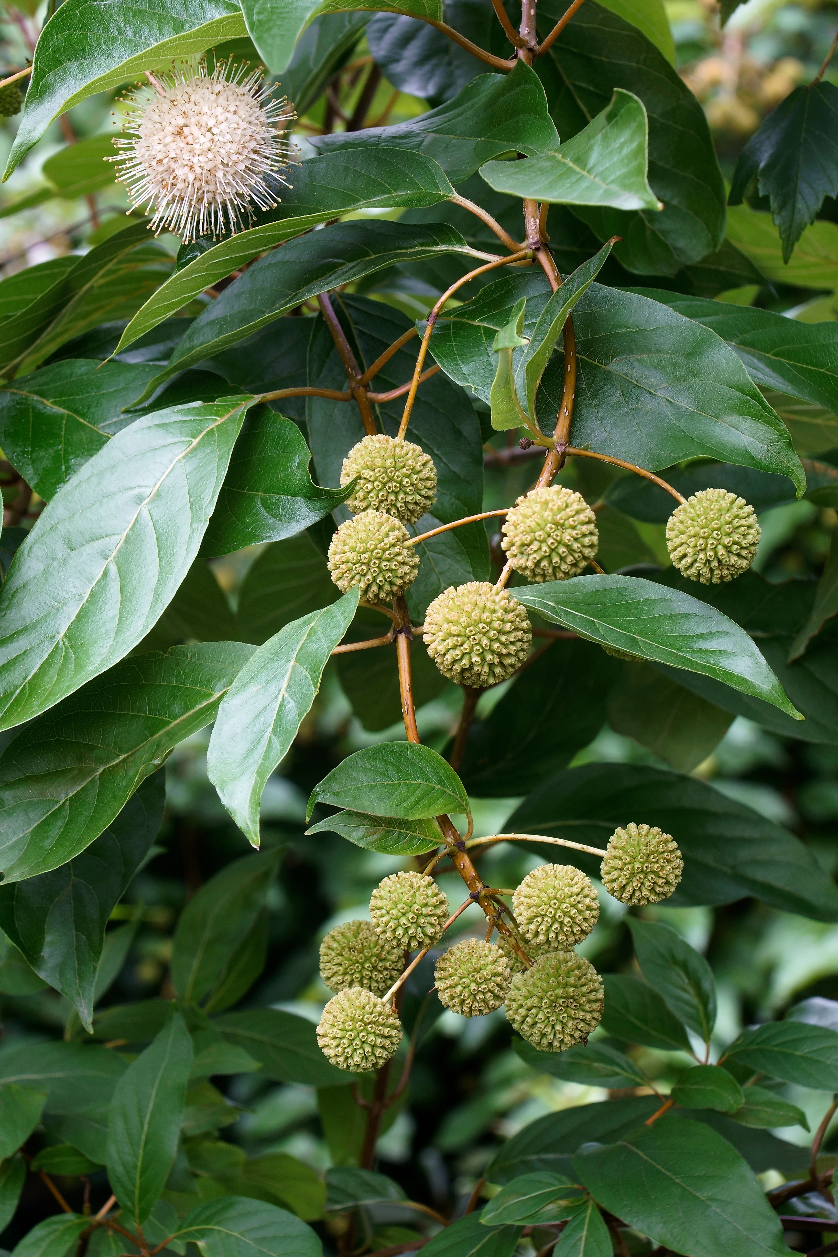 Button Bush - Image 4