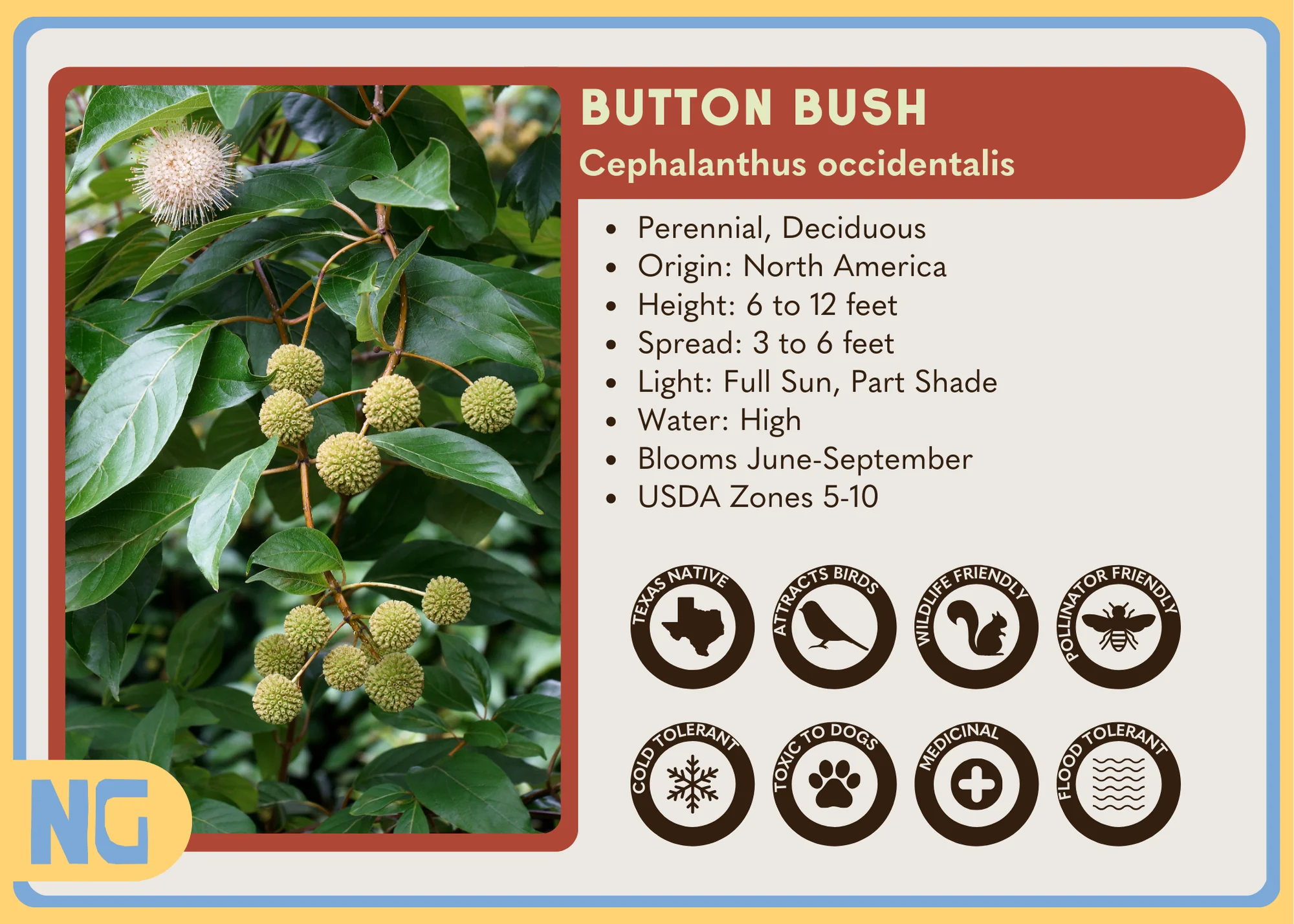 Button Bush - Image 5